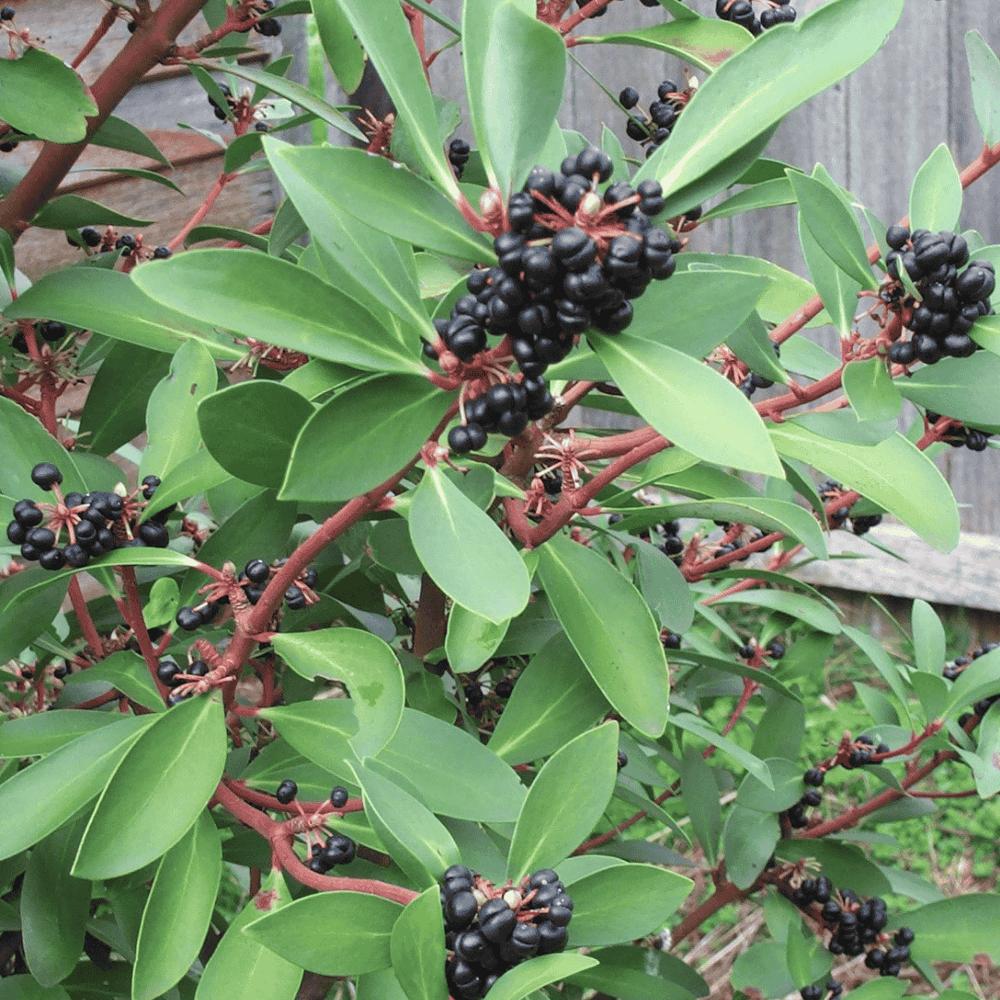 Pepperberry Dried Ground 30g — Creative Native Foods