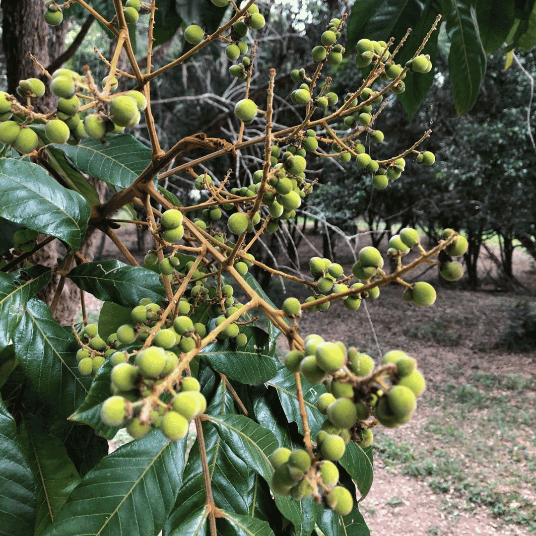 Burdekin Plum Underripe_On Tree.png