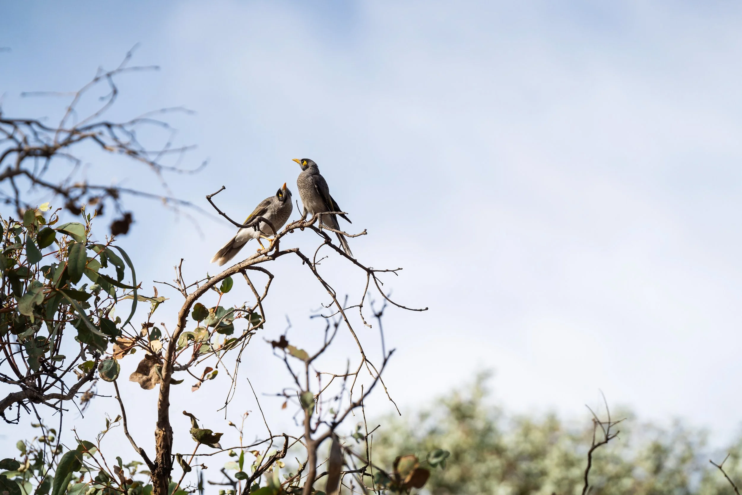 Somerset Rise Thurgoona Estate-01182.jpg