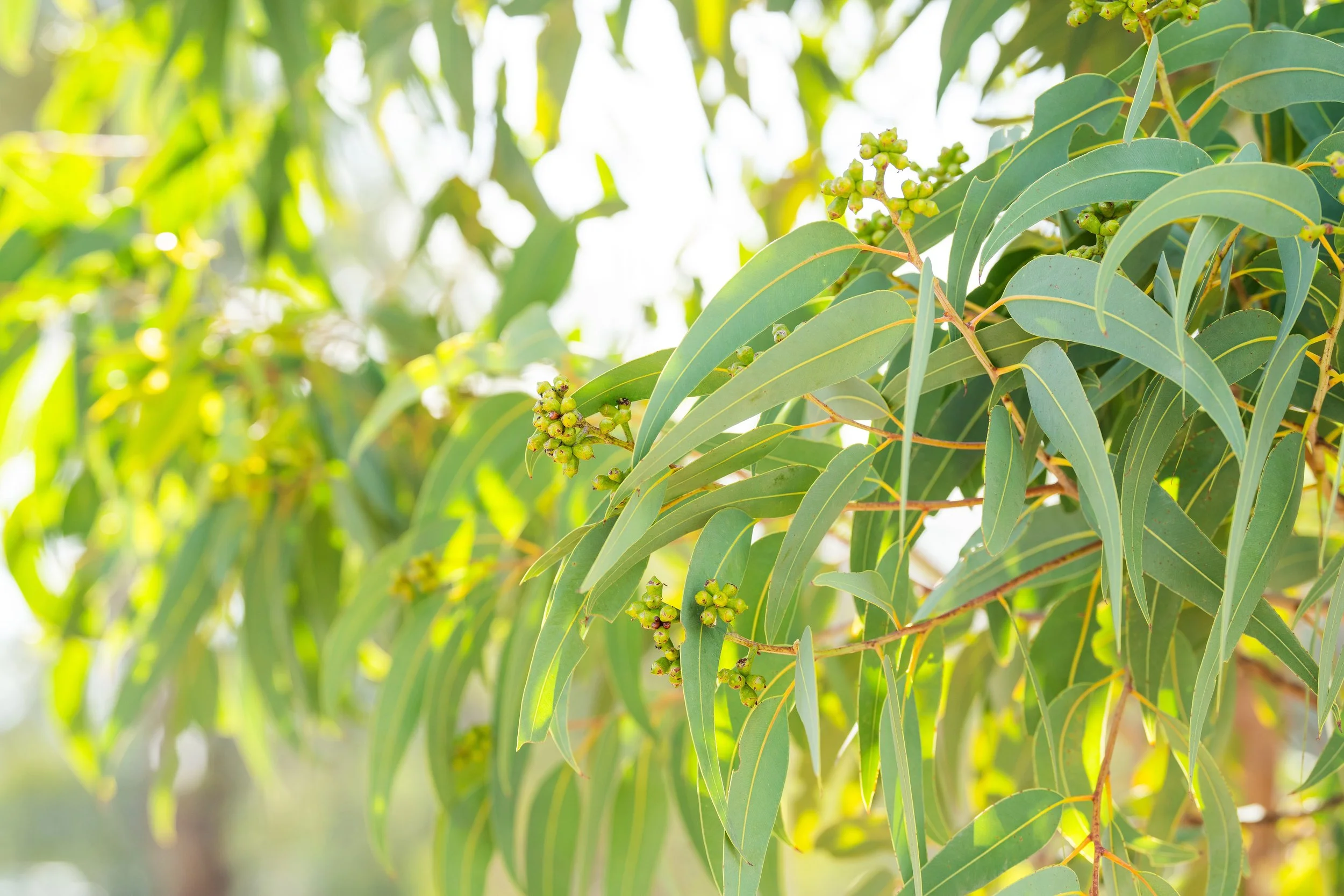 Somerset Rise Thurgoona Estate-01165.jpg