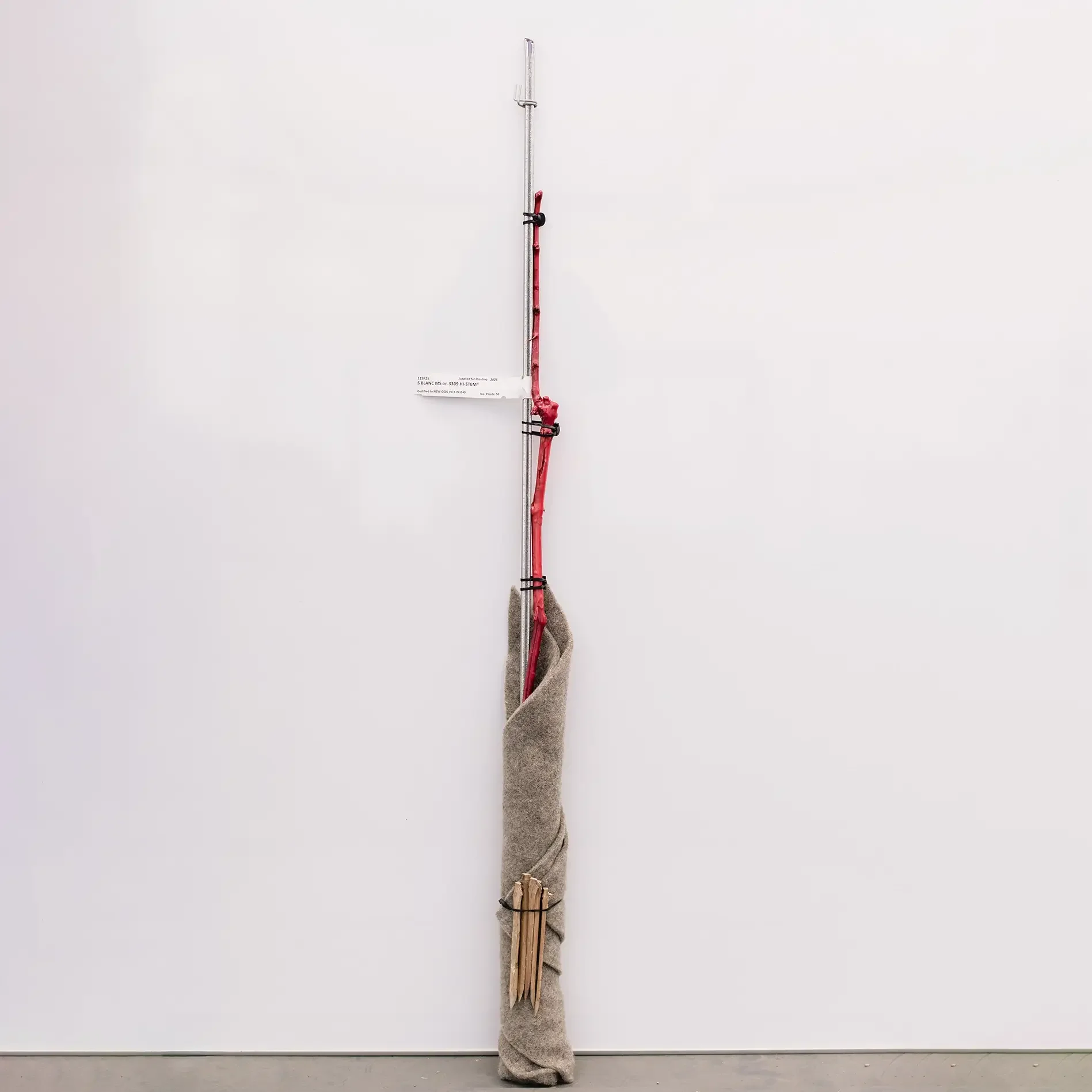 ONL One & Done Replacement Grapevine from Ormond Nurseries Marlborough NZ