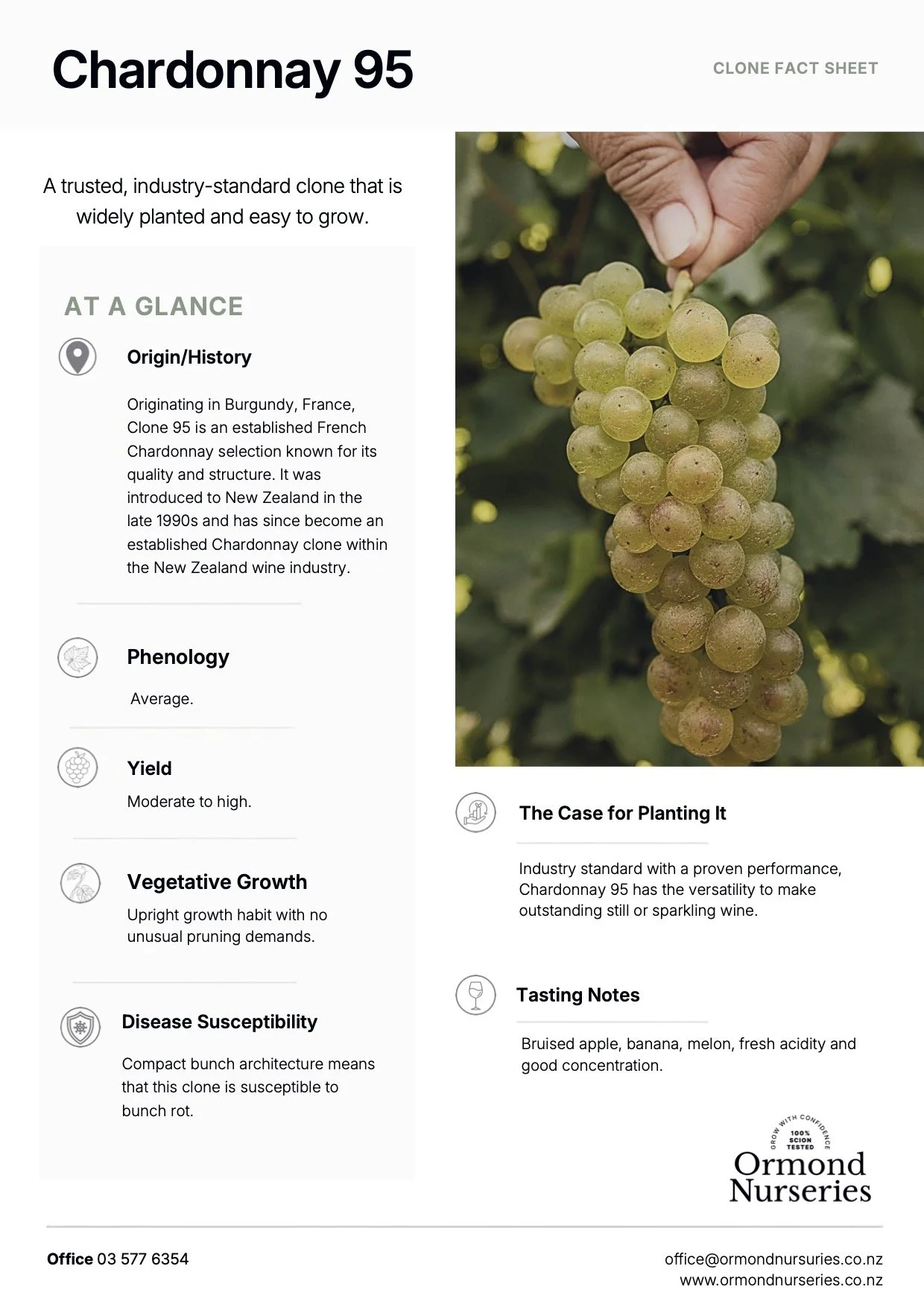 Chardonnay 95 Clone Fact Sheet