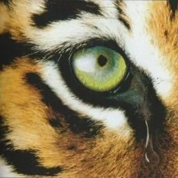 LIVRET WWF_TRAVAIL ÉTUDIANT LISAA