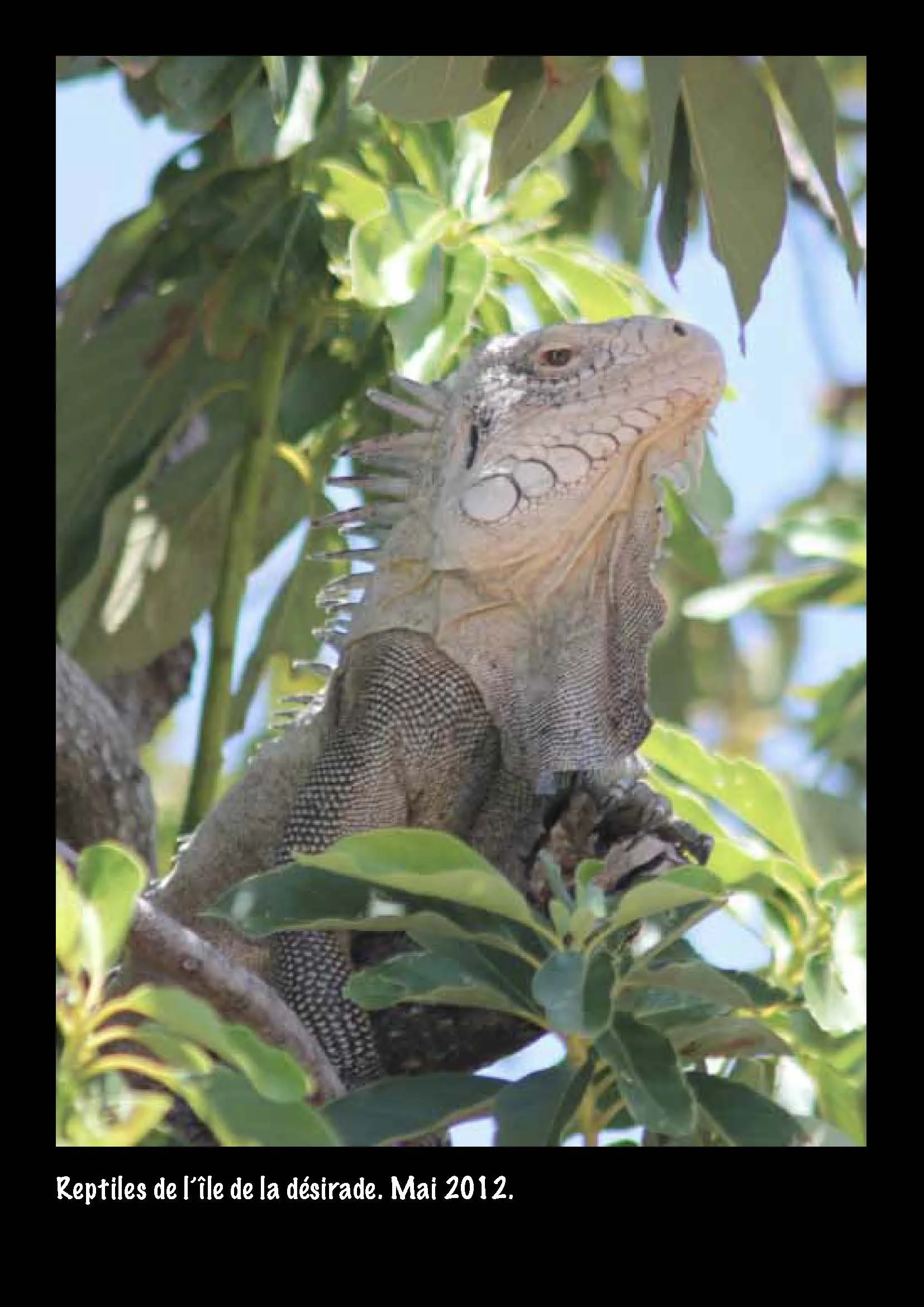 pages book1_Page_13.jpg