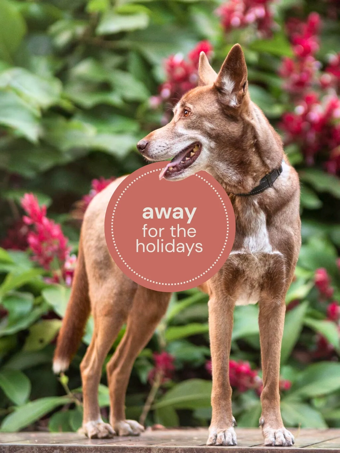 ✨ Away for the holidays! ✨

Bruno, Ash &amp; I are going to enjoy a much deserved break over Christmas! 

We will be away from 22/12 and will return 05/01 🌞

Emails &amp; phone will be monitored but may be a little slower to respond over this time ?