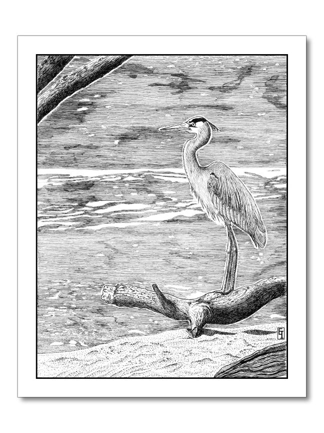 Great Blue Heron - Appomattox River