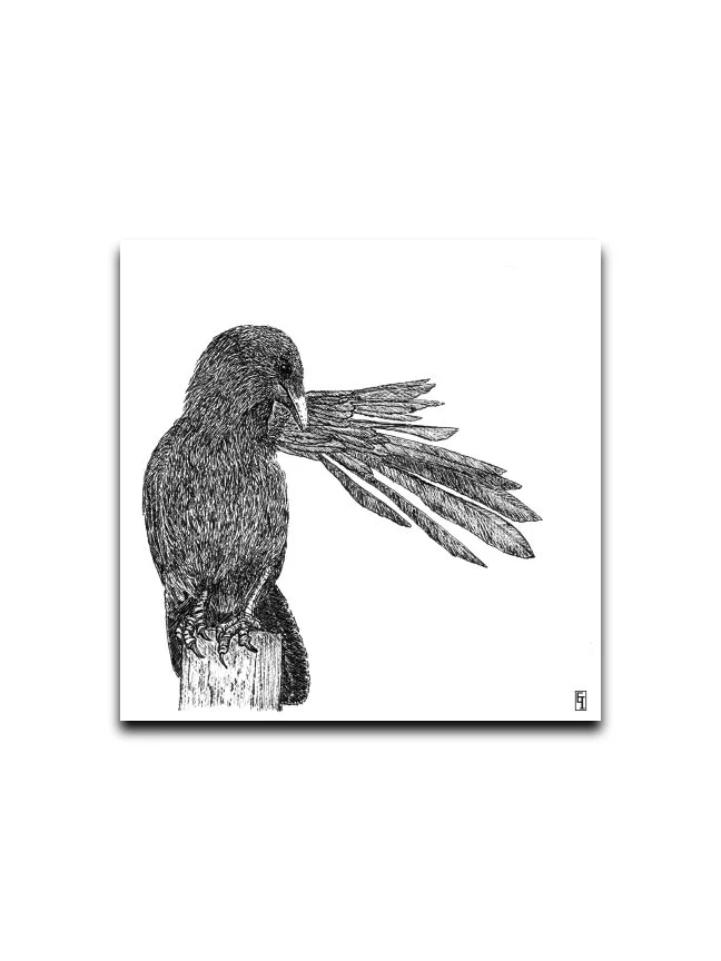 every feather in place.jpg