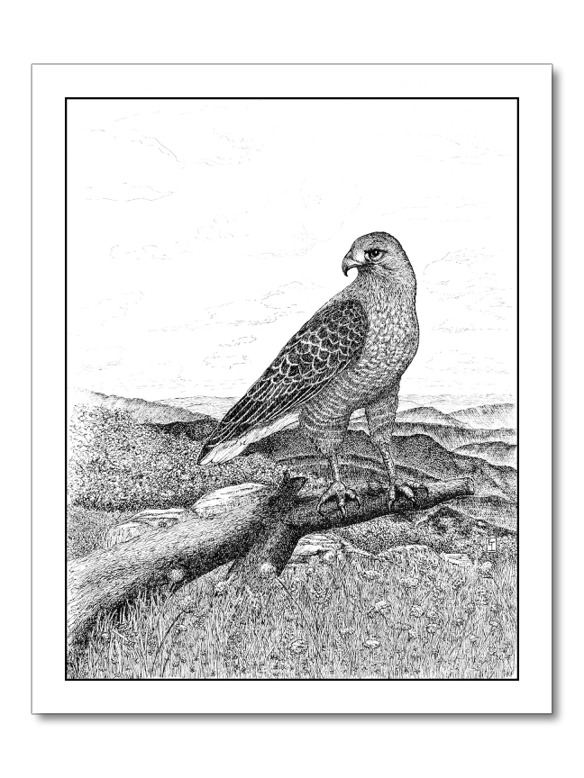 Hawk's Eye View