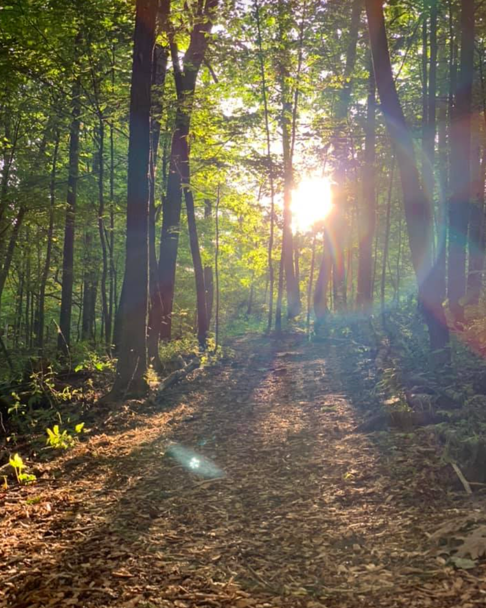 Sunlight shining through green leafy trees along a dirt forest path.