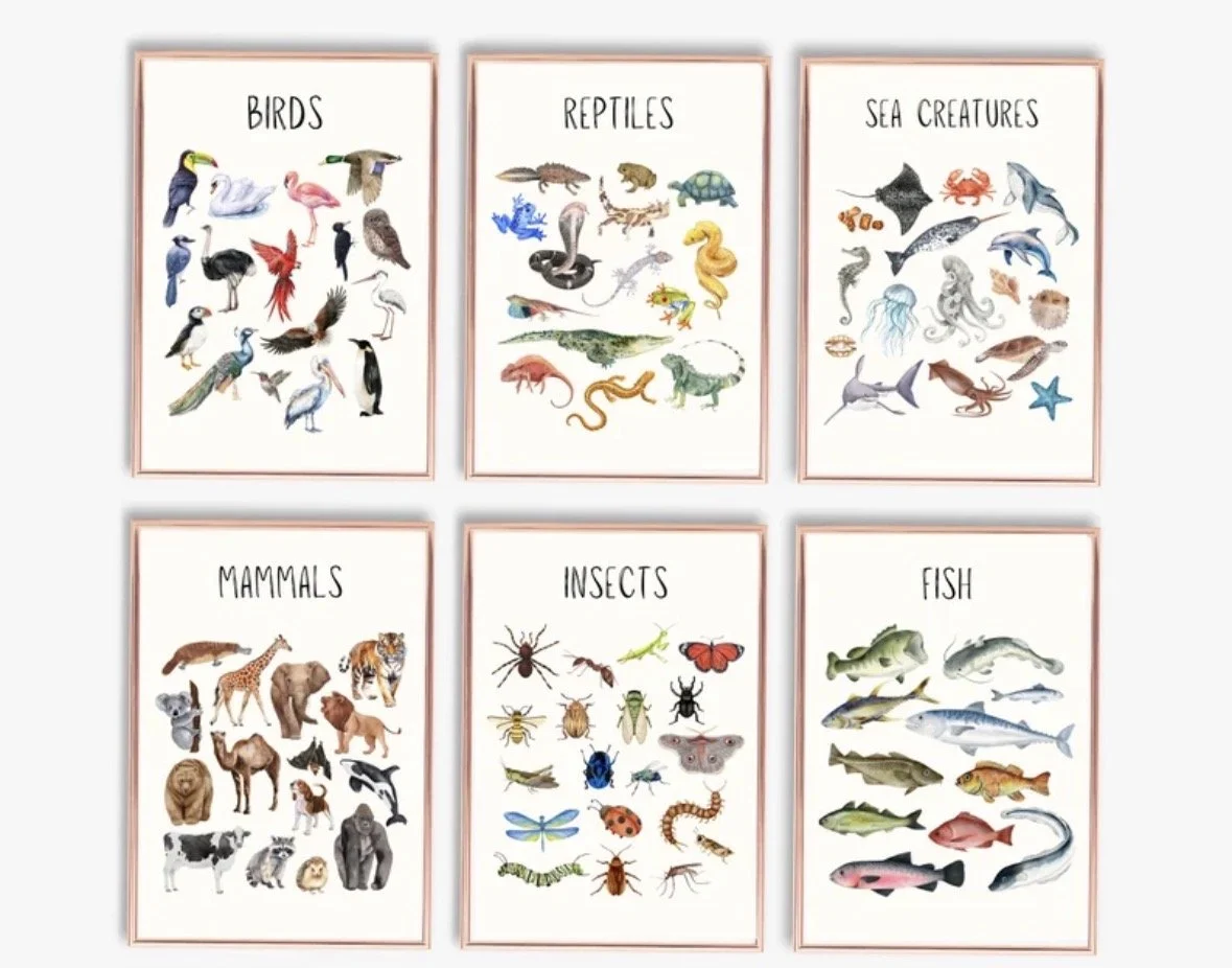 Animal Classification & Taxonomy Prints Set of 6 | Educational Life Science Nature Classroom Decor