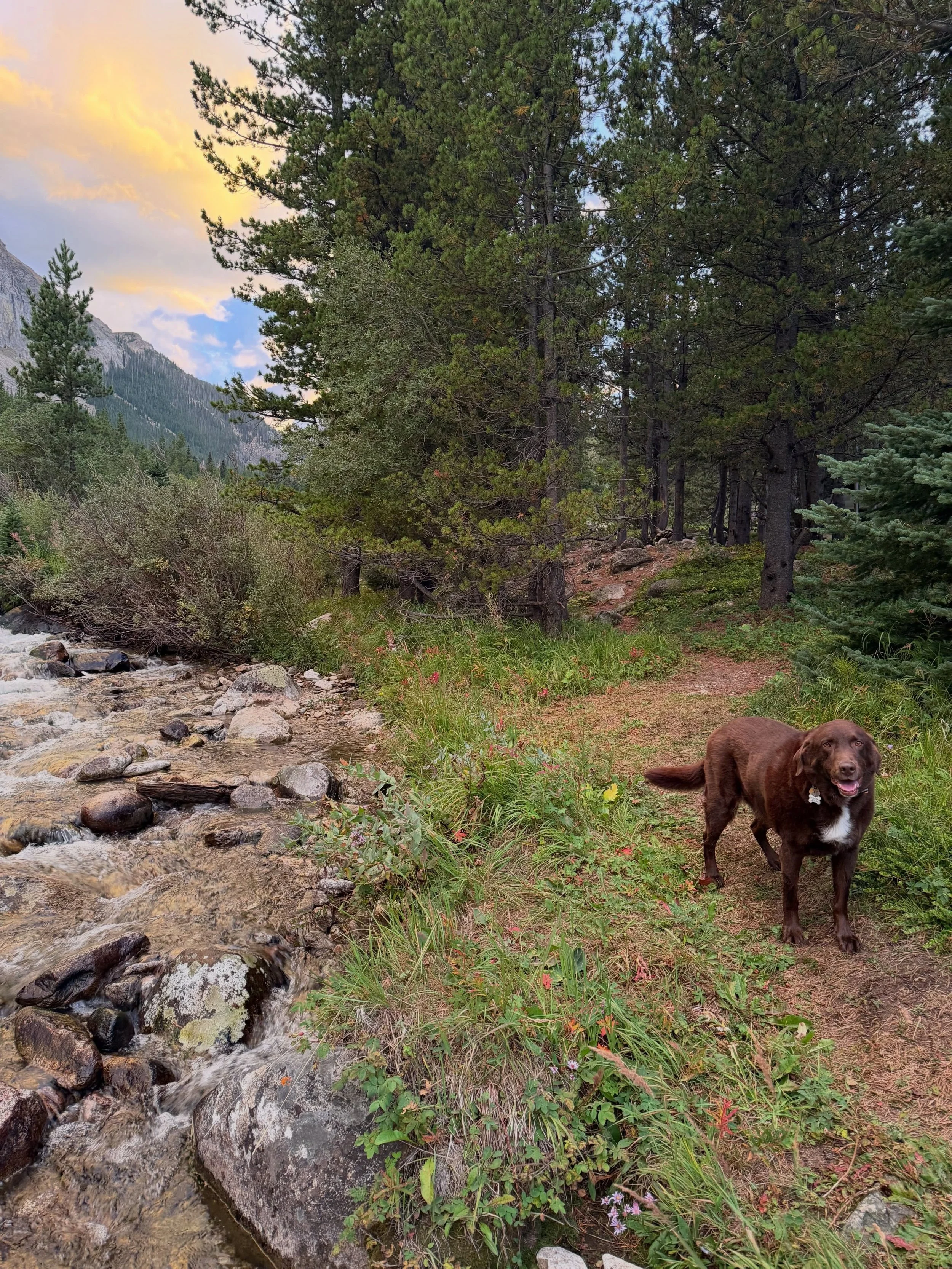 Meatball 🩵🐾✨
Camping &amp; hiking near Red Lodge&hellip;

@mtvoters #PupsforPublicLands