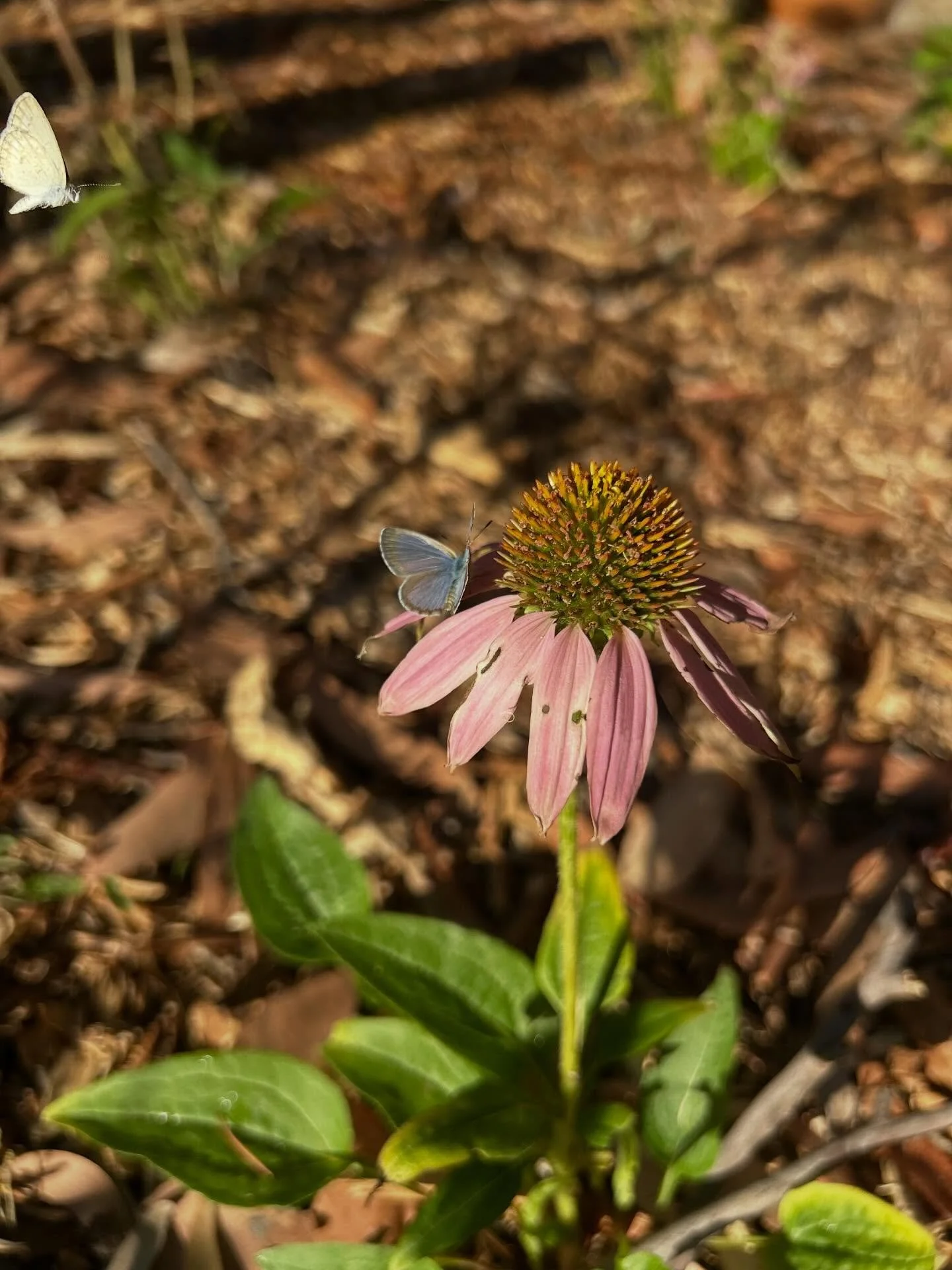 Flowering shrubs in your garden are a must for the ecosystem and wildlife! We spotted these tiny visitors dancing around our garden at home
