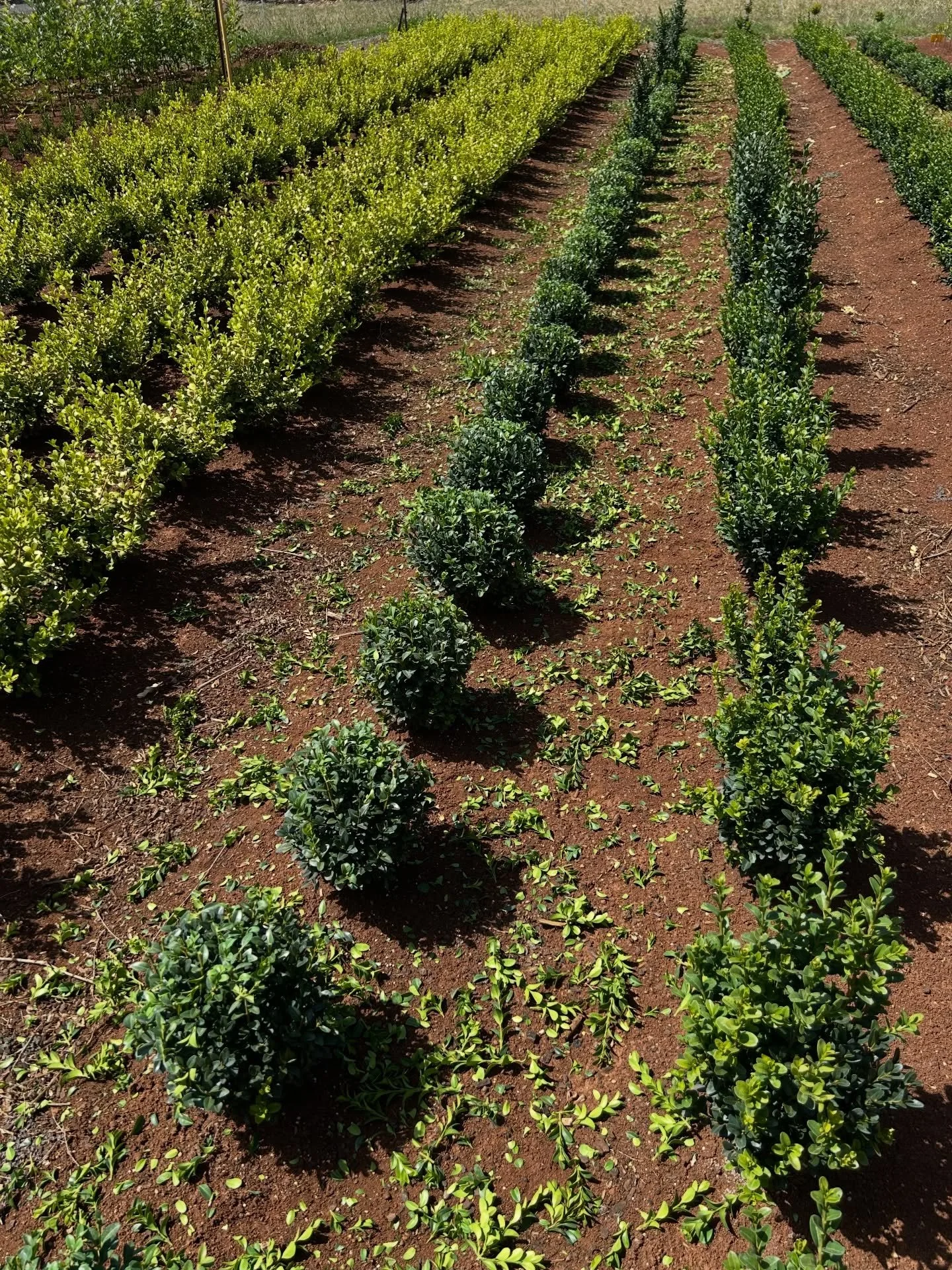 Bulk Buxus ball shaping 🌳