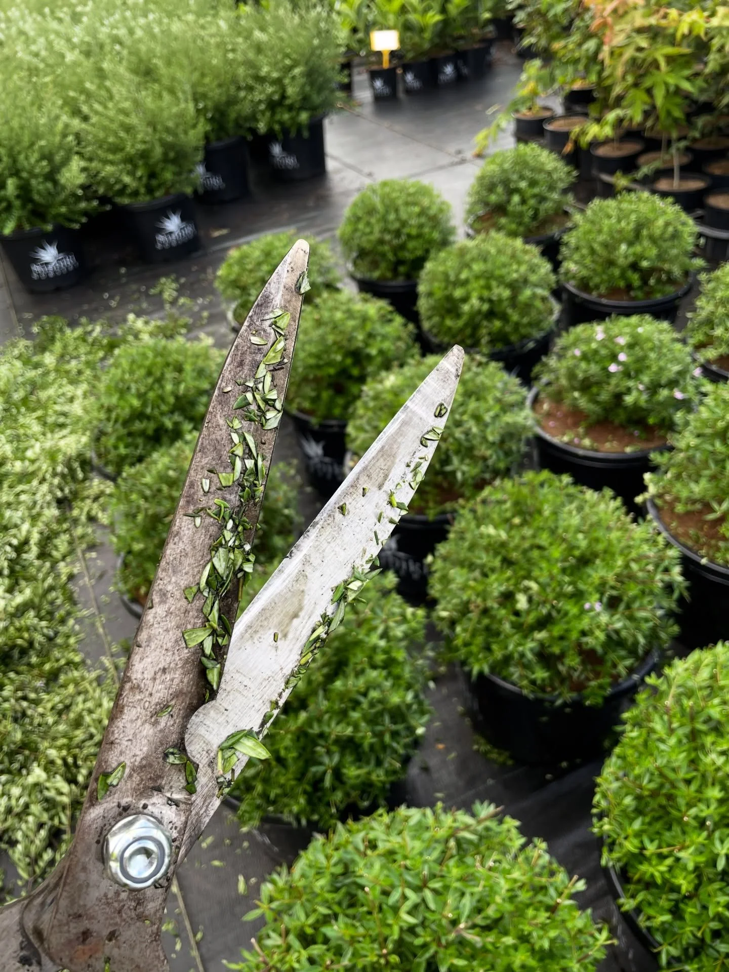 Westringia topiary underway ✂️