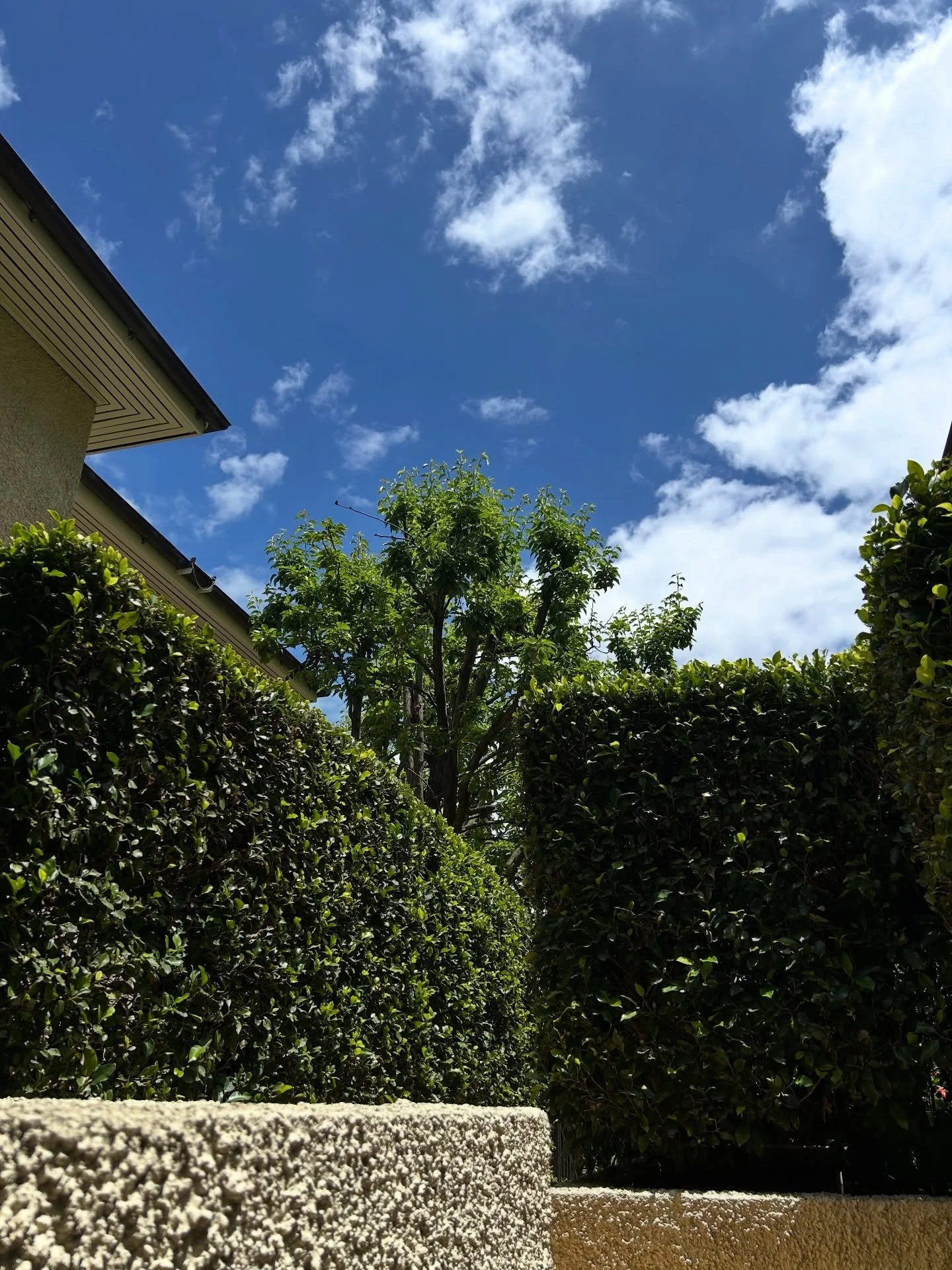 The sun is shining in South Yarra