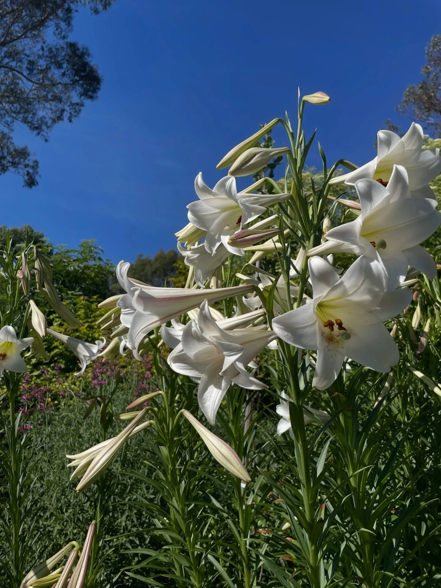 Today marks the one year anniversary of Lilium Gardening Services! We&rsquo;re incredibly grateful for all the support, trust, and encouragement from our amazing clients over the past year. It&rsquo;s been a pleasure helping care for your gardens, an