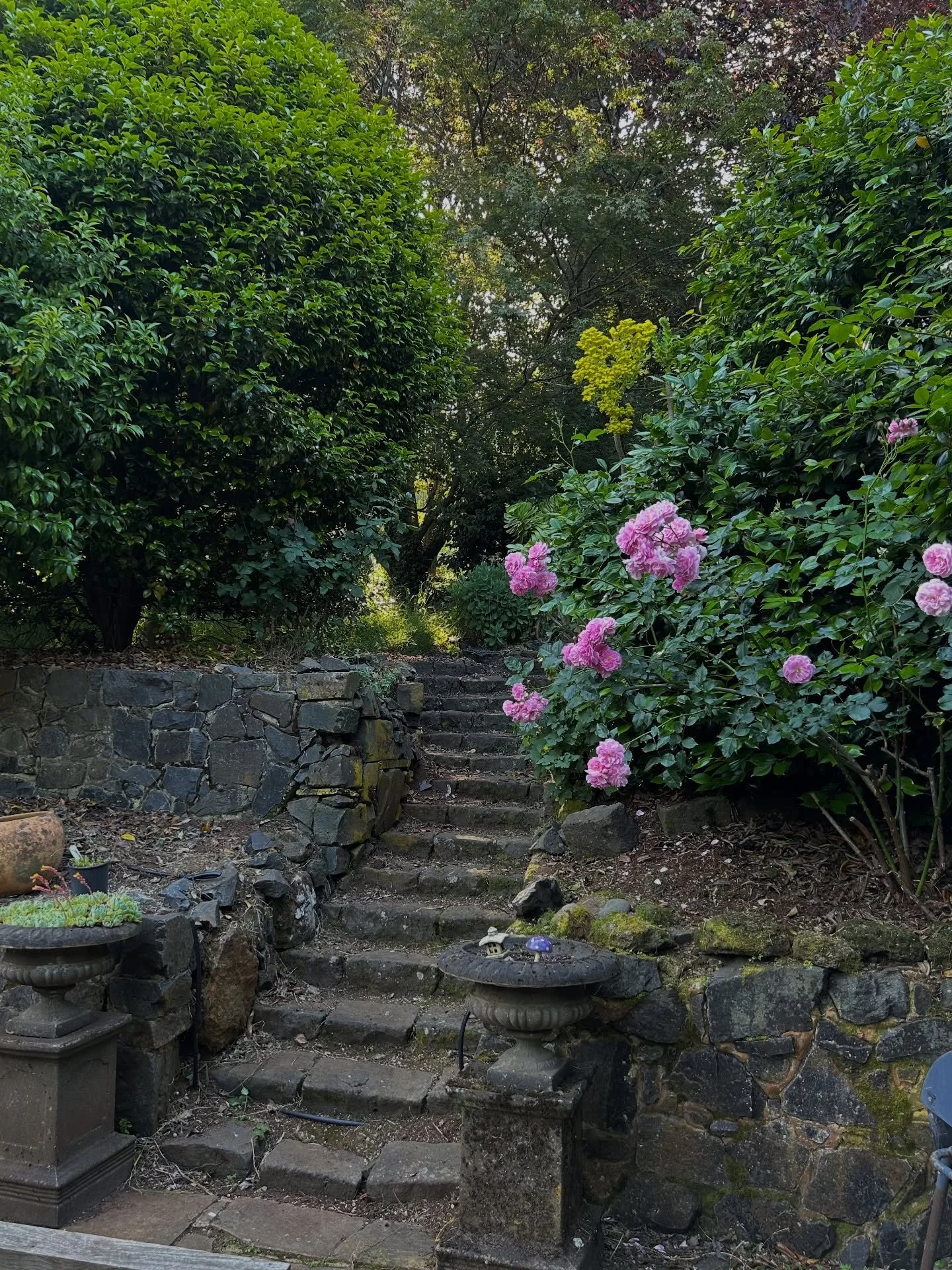 Swipe for a pretty epic before and after of our clients garden in Emerald! There&rsquo;s lots more to tackle on this property so keep an eye out for more updates to come. 

#emerald #melbournegarden #gardenmaintenance #beforeandafter