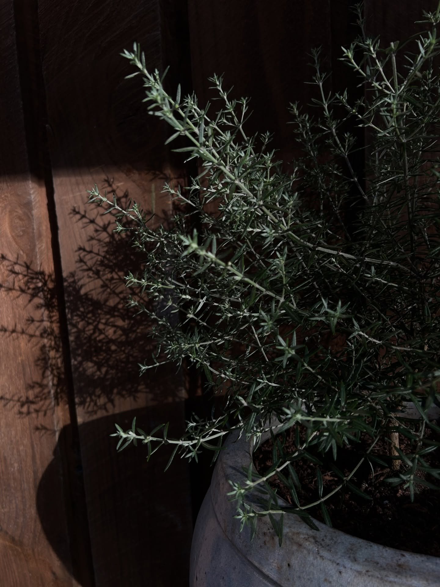 Soft, hardy and always lovely in a cottage garden. Westringia fruticosa is a favourite in our garden!