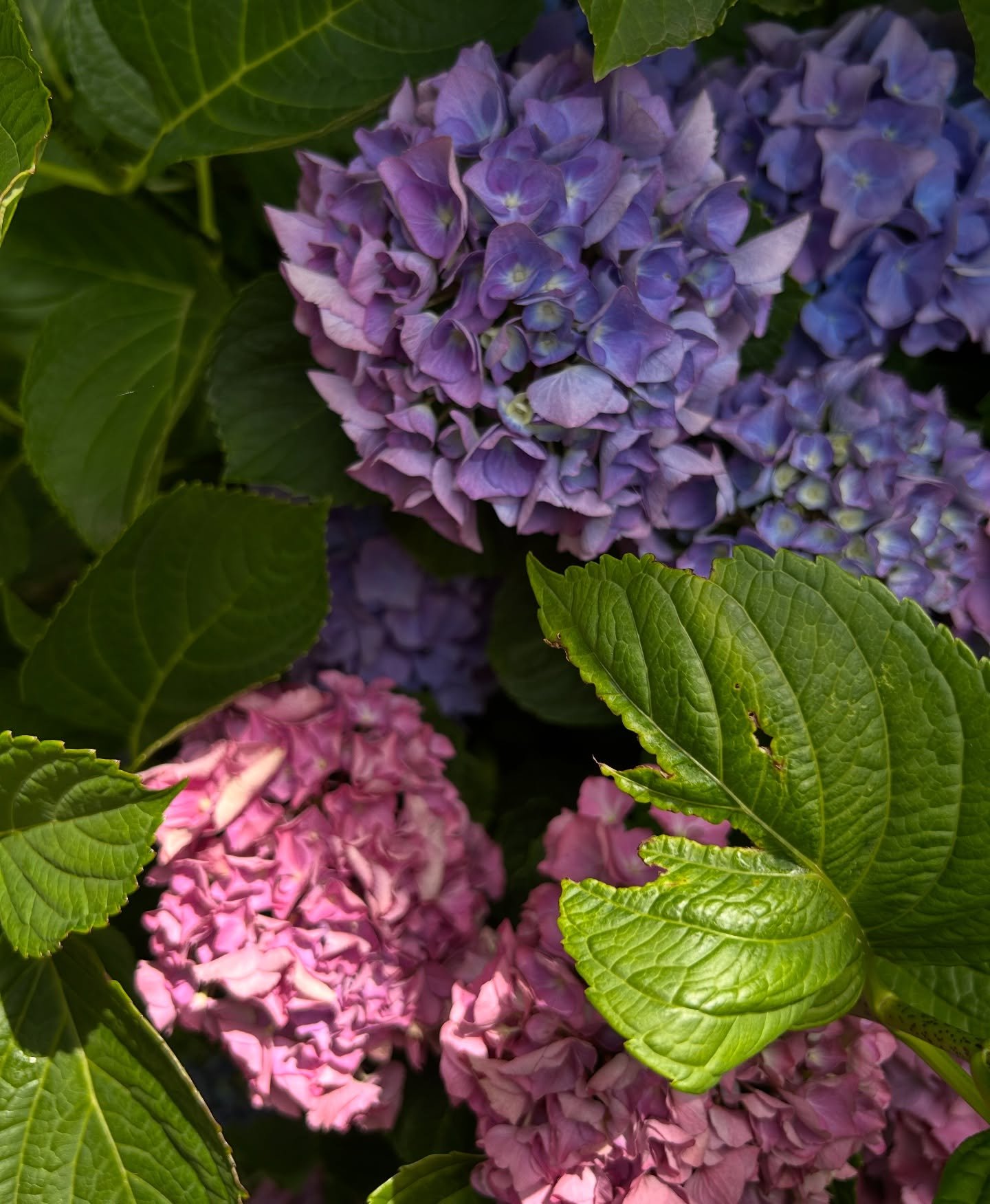 It&rsquo;s Hydrangea season 🌸 a reminder that healthy soil, regular deadheading, and a little shade make all the difference in bloom quality
