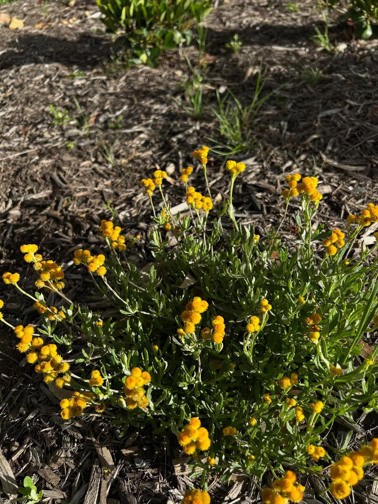 This garden's transformation over the past year is wild. So thrilled to see the plants thrive after being planted out earlier this year 

Plant design by @vic_vinegar_

#warranwood #gardenmaintenance #gardenmaintenancemelbourne