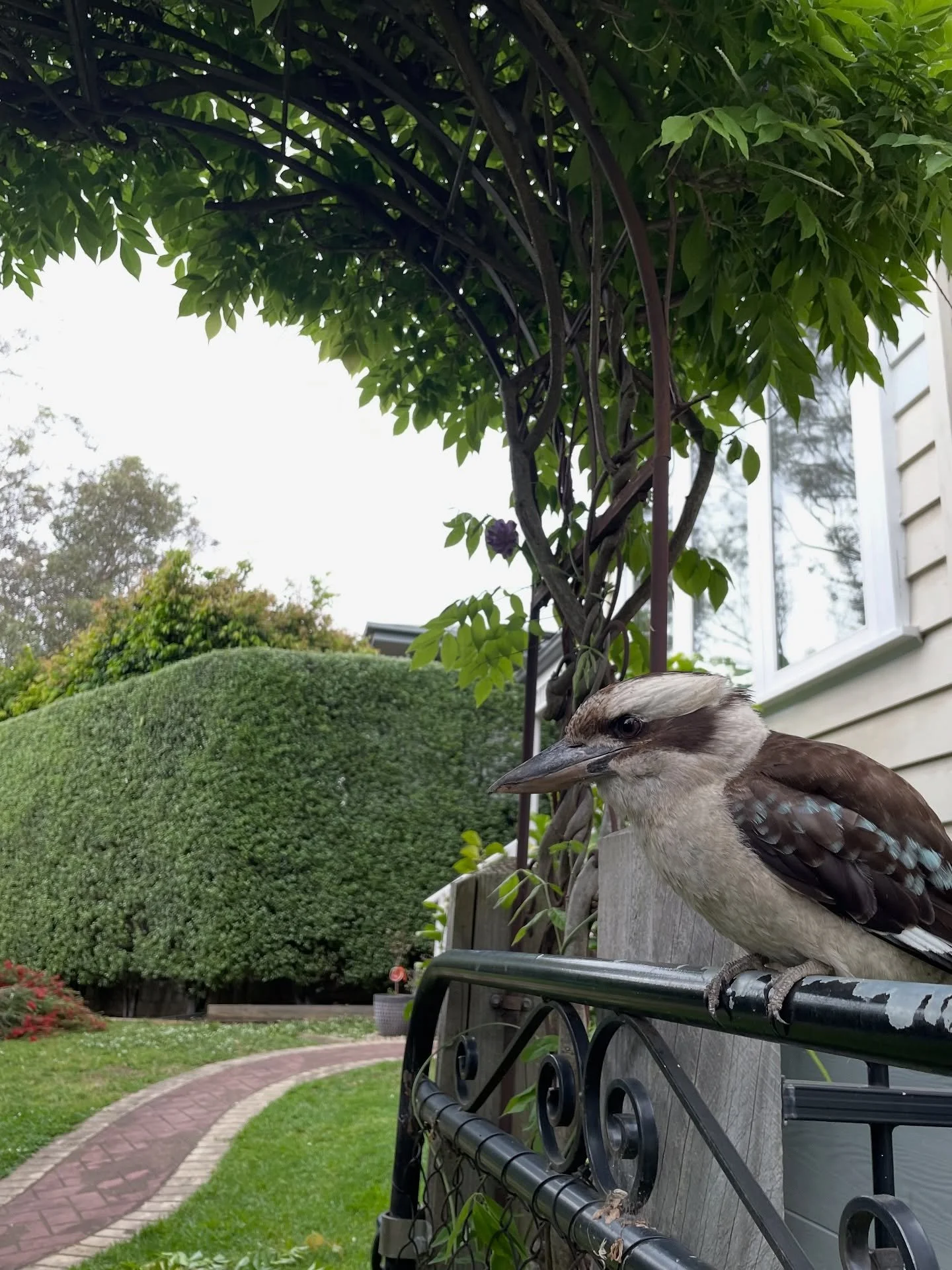 Freshly trimmed Pittosporum hedge in Warrandyte ✂️

#warrandyte #gardenmaintenance #gardenmaintenancemelbourne