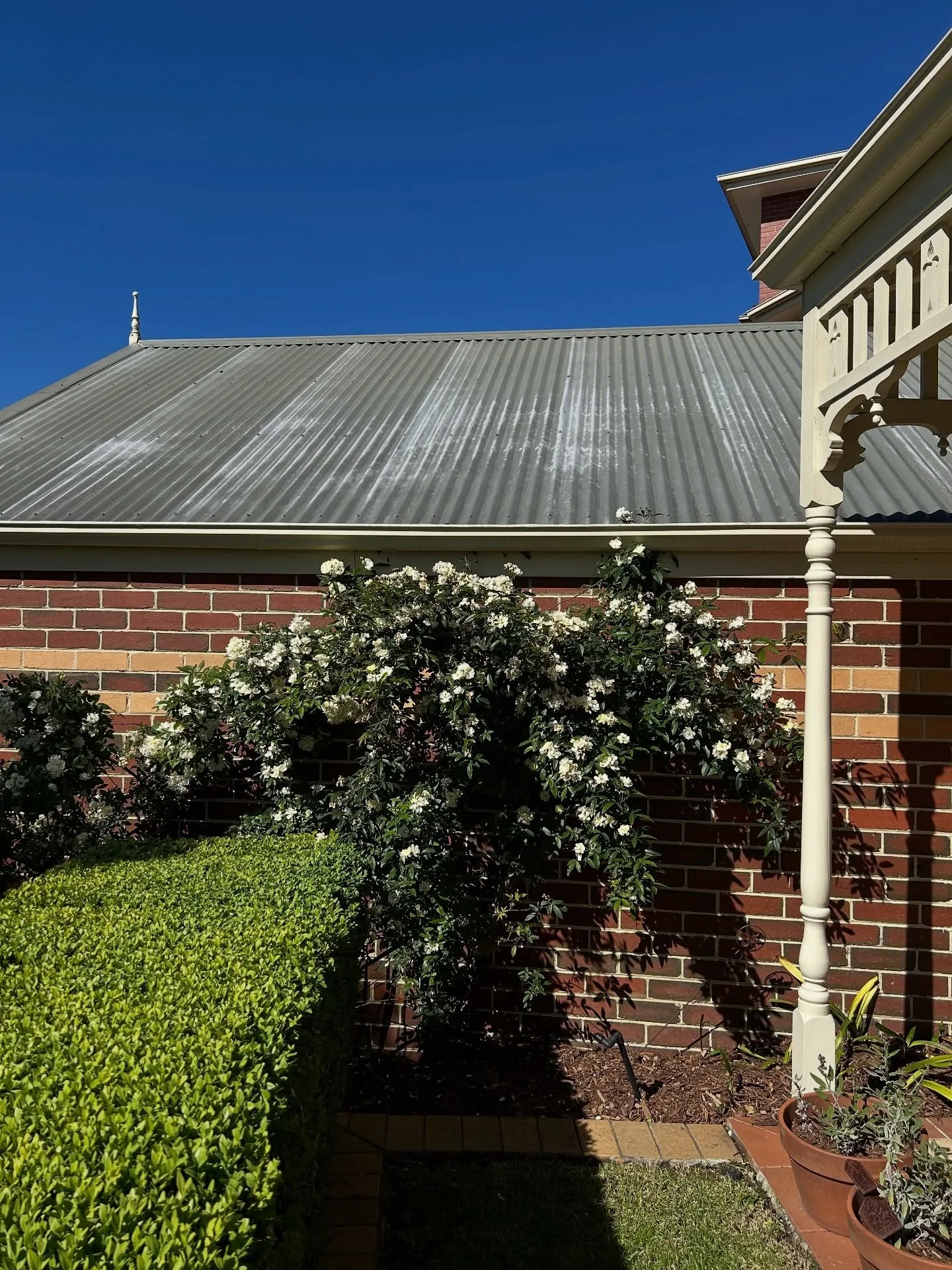 Beautiful day in Berwick last week. Freshened up the beds by hand-weeding, pruning and spreading a layer of Pinebark Mulch 

#berwick #berwickgarden #gardenmaintenance #melbournegardenmaintenance