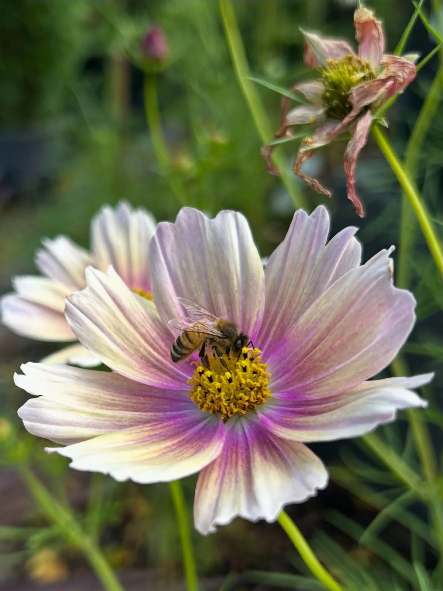 Busy bee enjoying the Cosmos at @alowyngardens last weekend 🐝