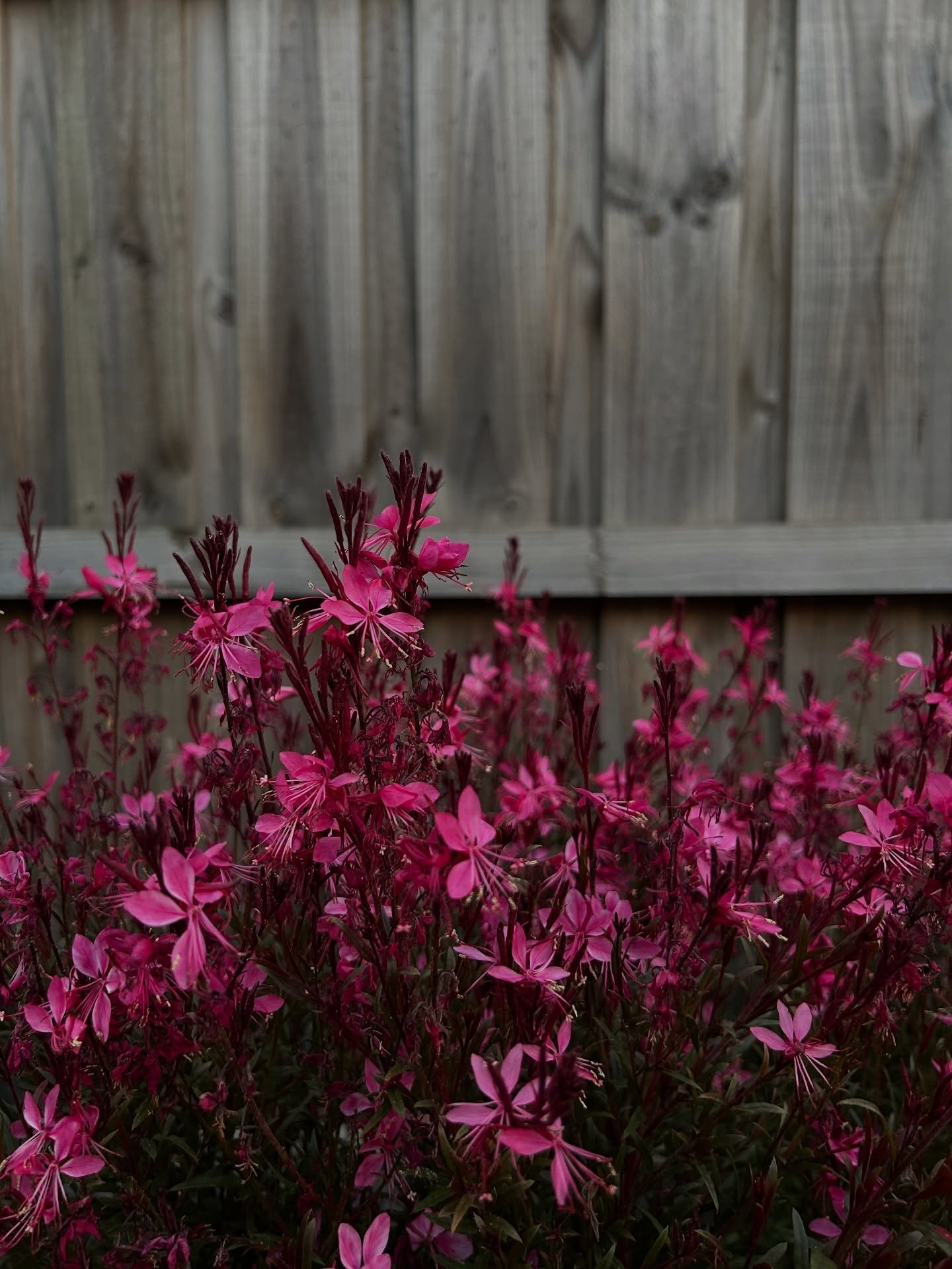 Gaura is one of our favourite landscape plants, and this is how much it&rsquo;s grown in just one year (swipe to see where it started)

With masses of delicate, butterfly-like flowers, it brings beautiful movement and a soft, airy feel to the garden 