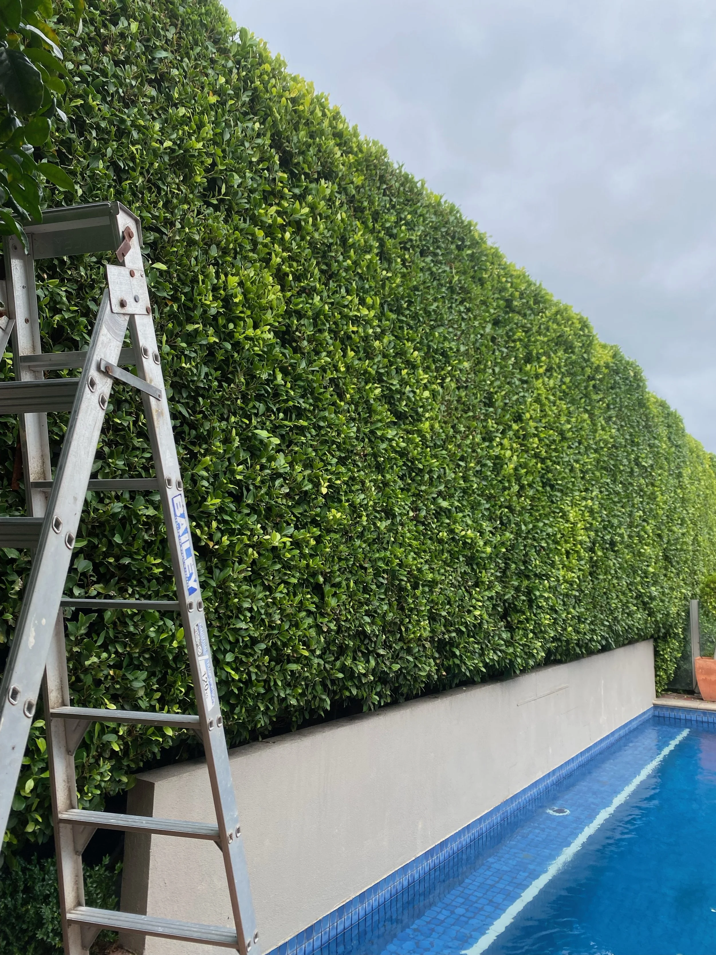 Ladder next to a tall trimmed hedge by a swimming pool with blue tiles.
