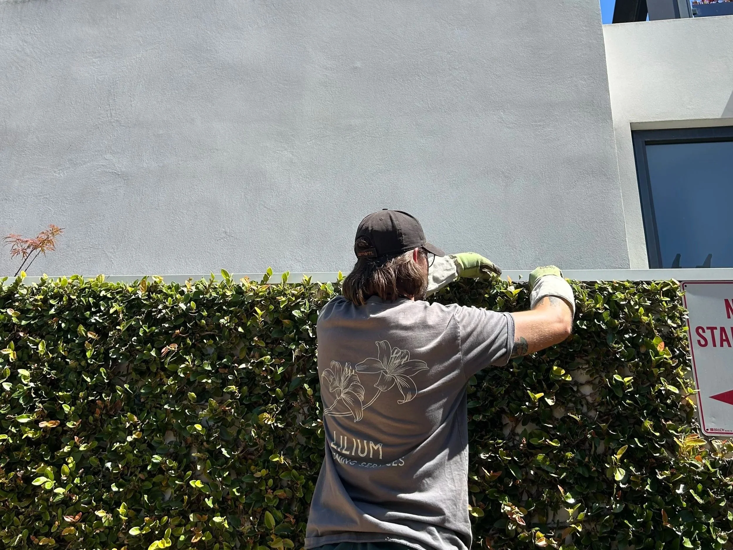 A person trimming a hedge in front of a modern white building with a blue window, wearing gloves, a dark baseball cap, and a gray T-shirt with a floral design on the back.