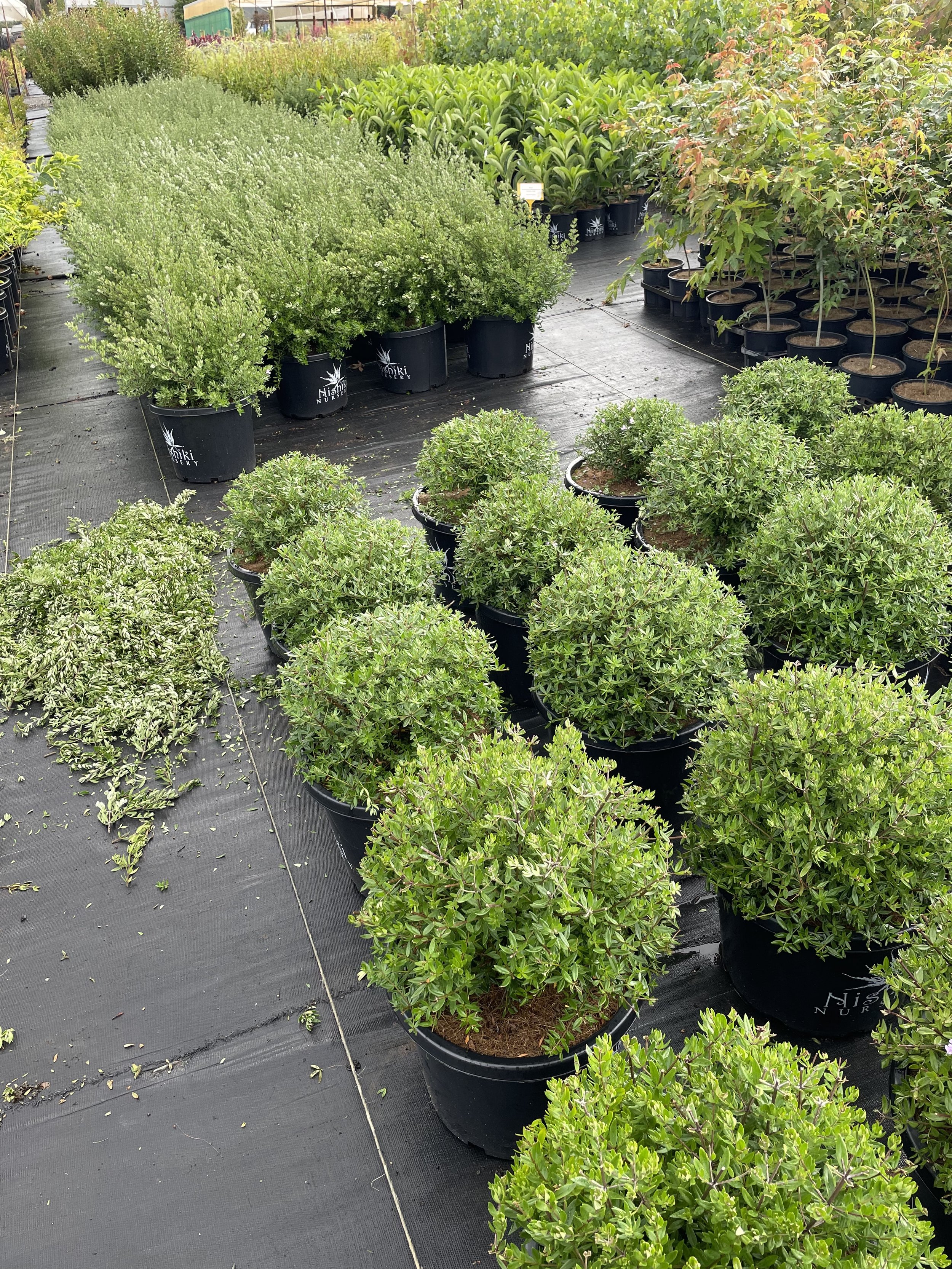 Various green potted shrubs and small trees arranged on a black outdoor fabric surface at a nursery or garden center, with some larger plants in the background.