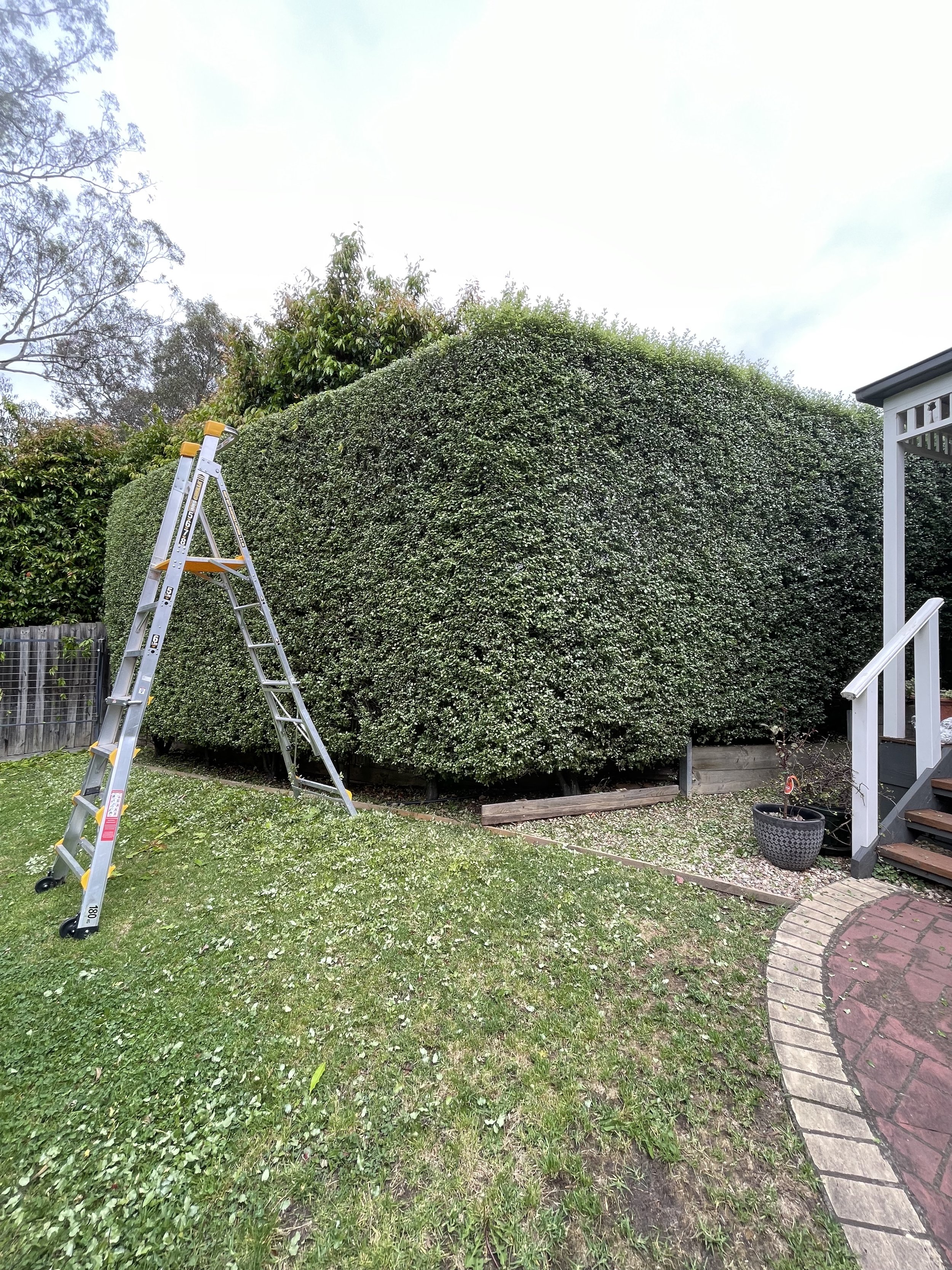 A large, well-trimmed hedge in a backyard with a ladder leaning against it, a potted plant near the steps of a porch, and a brick patio.