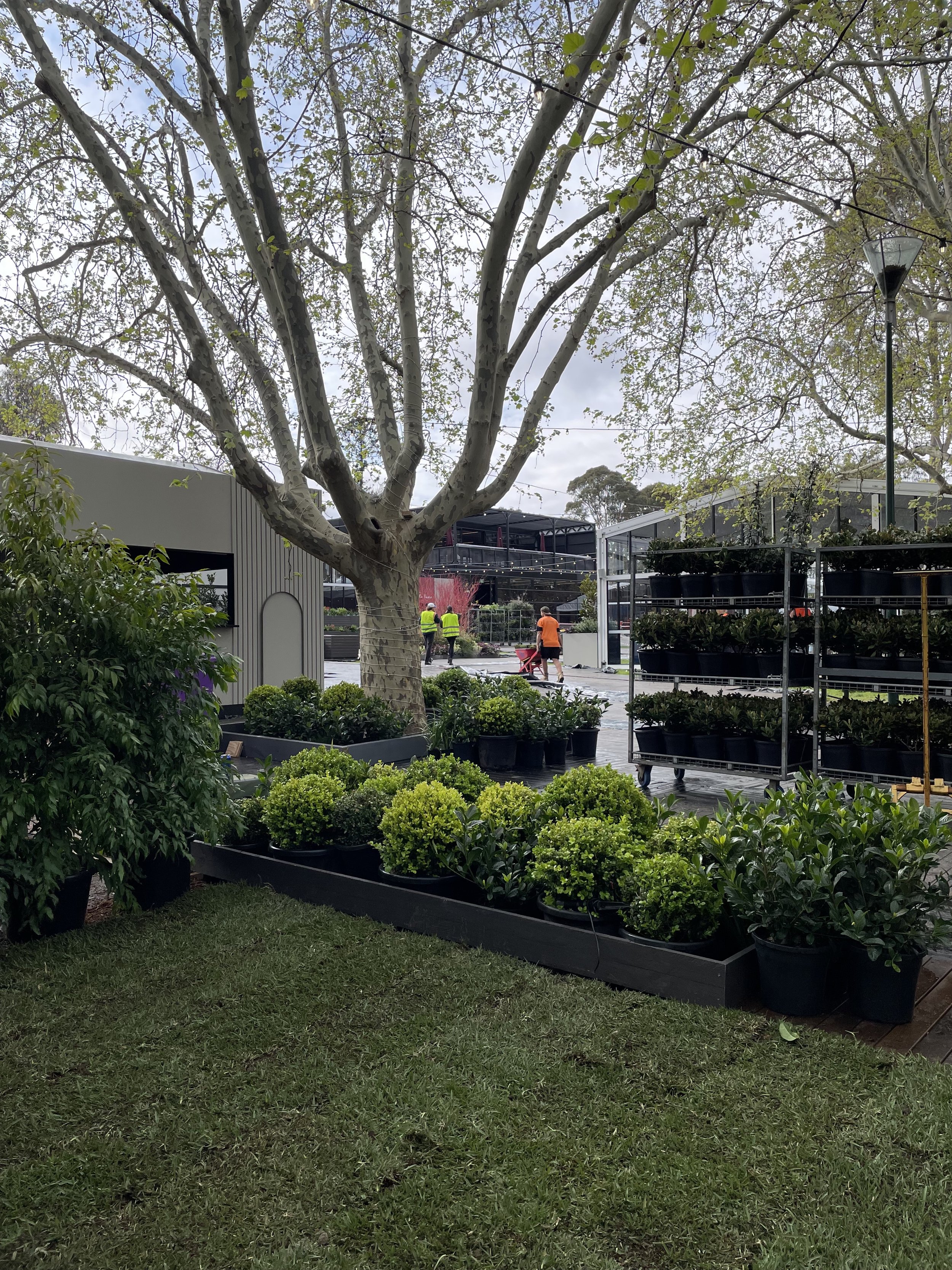A large tree with spreading branches in a nursery or garden center. Potted plants and shrubs are arranged on the ground and on shelves nearby. There are people working or shopping in the background, with some wearing safety vests and a wheelbarrow. T