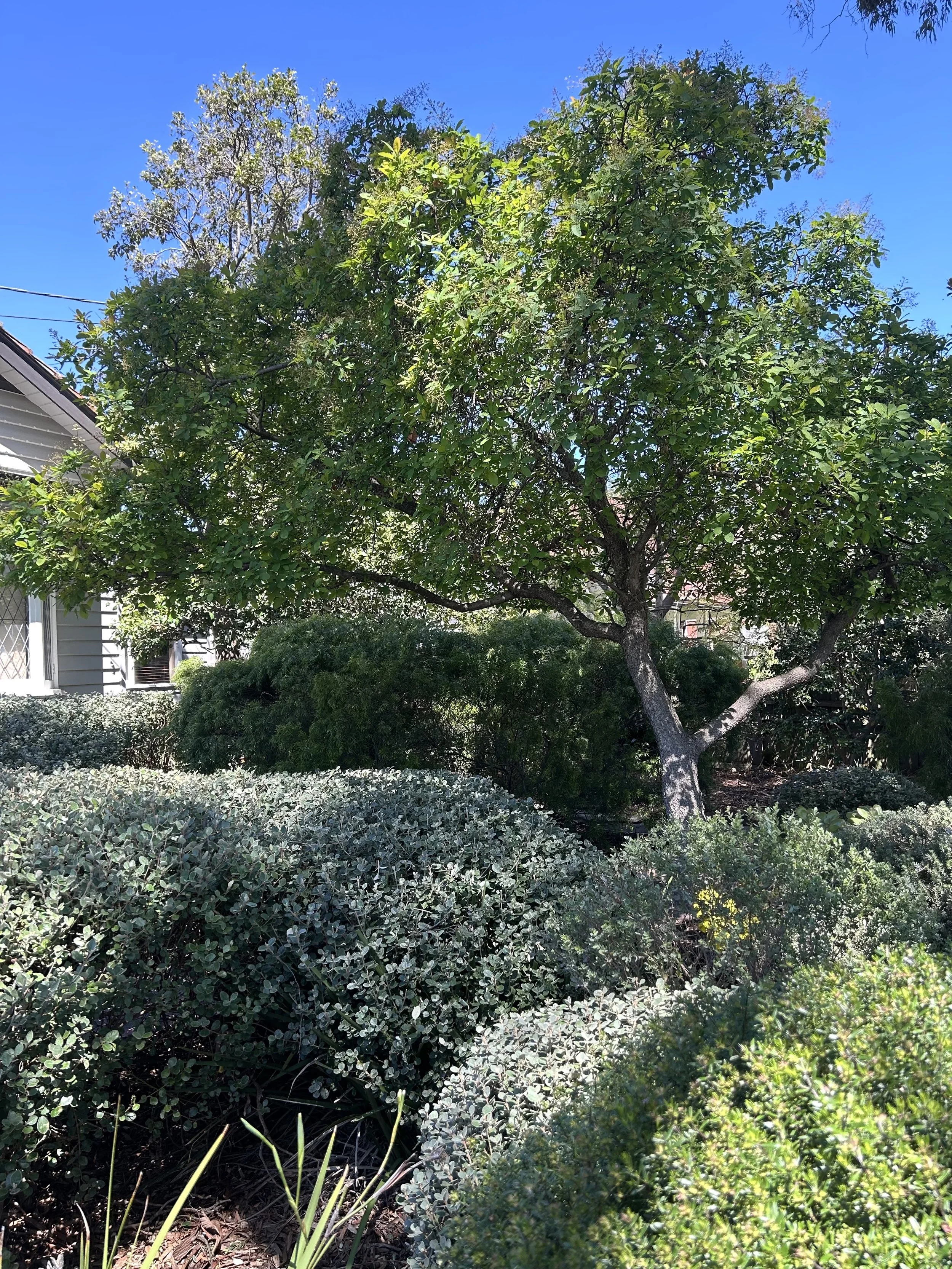 A lush green backyard garden with a large tree, various bushes, and a house in the background under a clear blue sky.
