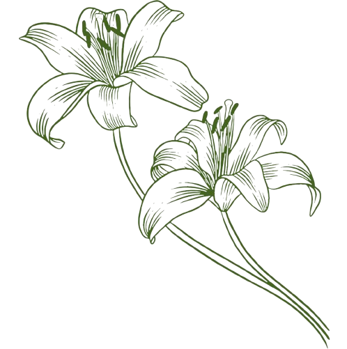 Illustration of two stylized flowers with long petals and stems.