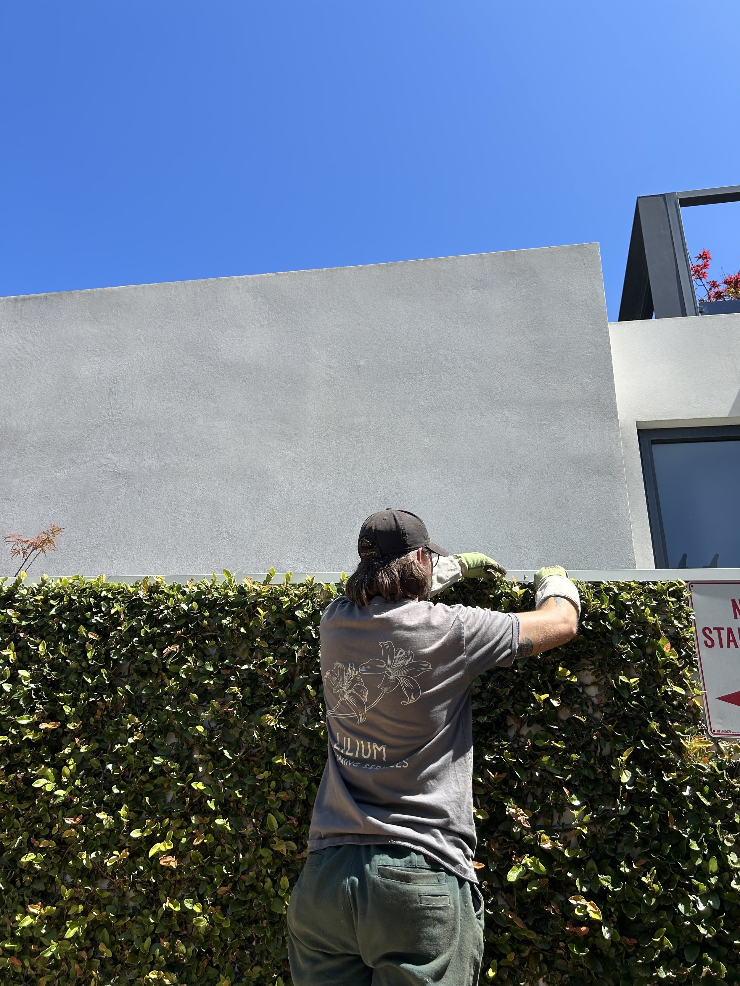 A person cutting a hedge in front of a modern white building under a clear blue sky.