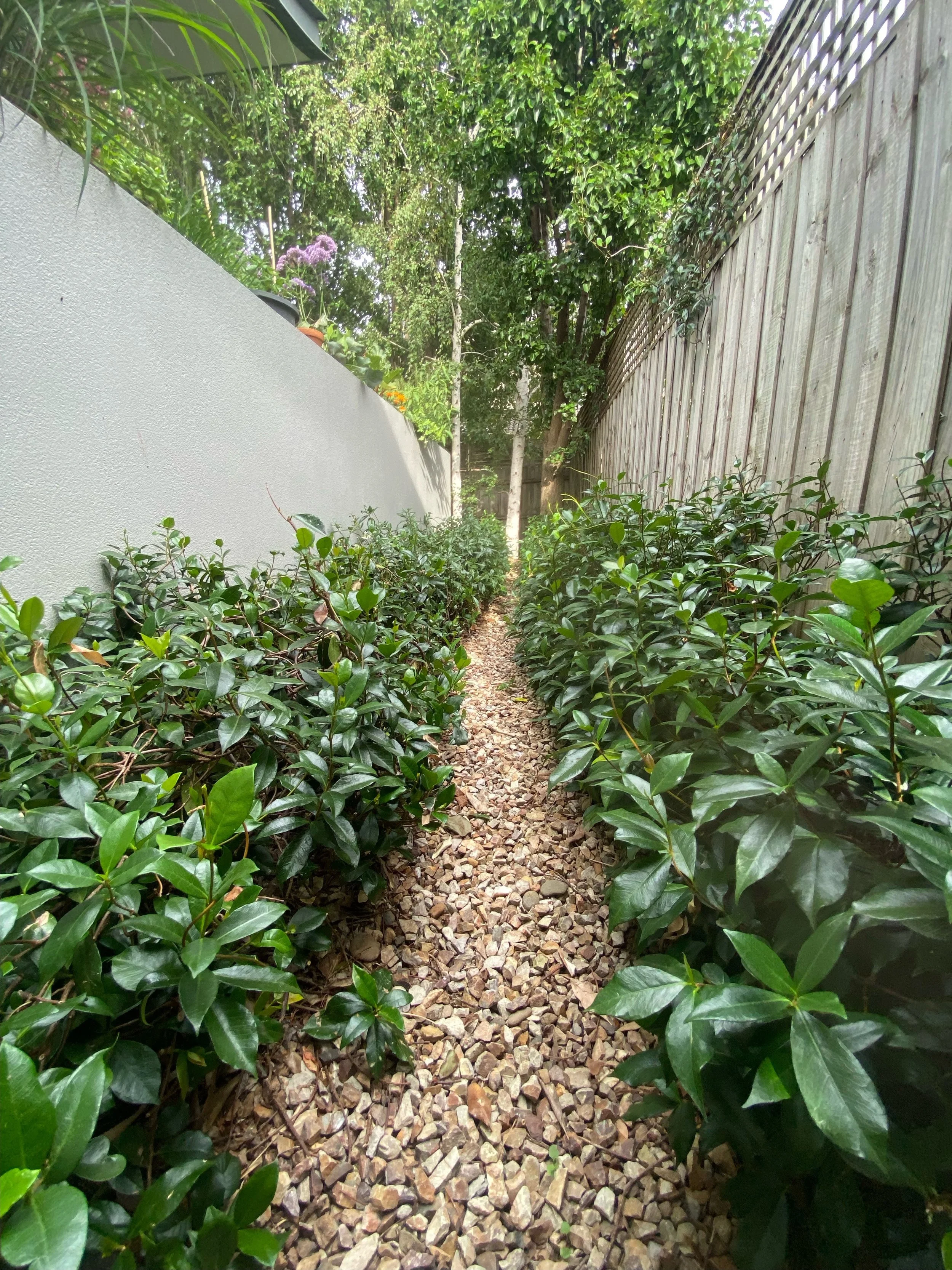 Narrow gravel path between lush green shrubs and a wooden fence, with trees and a white wall on either side.