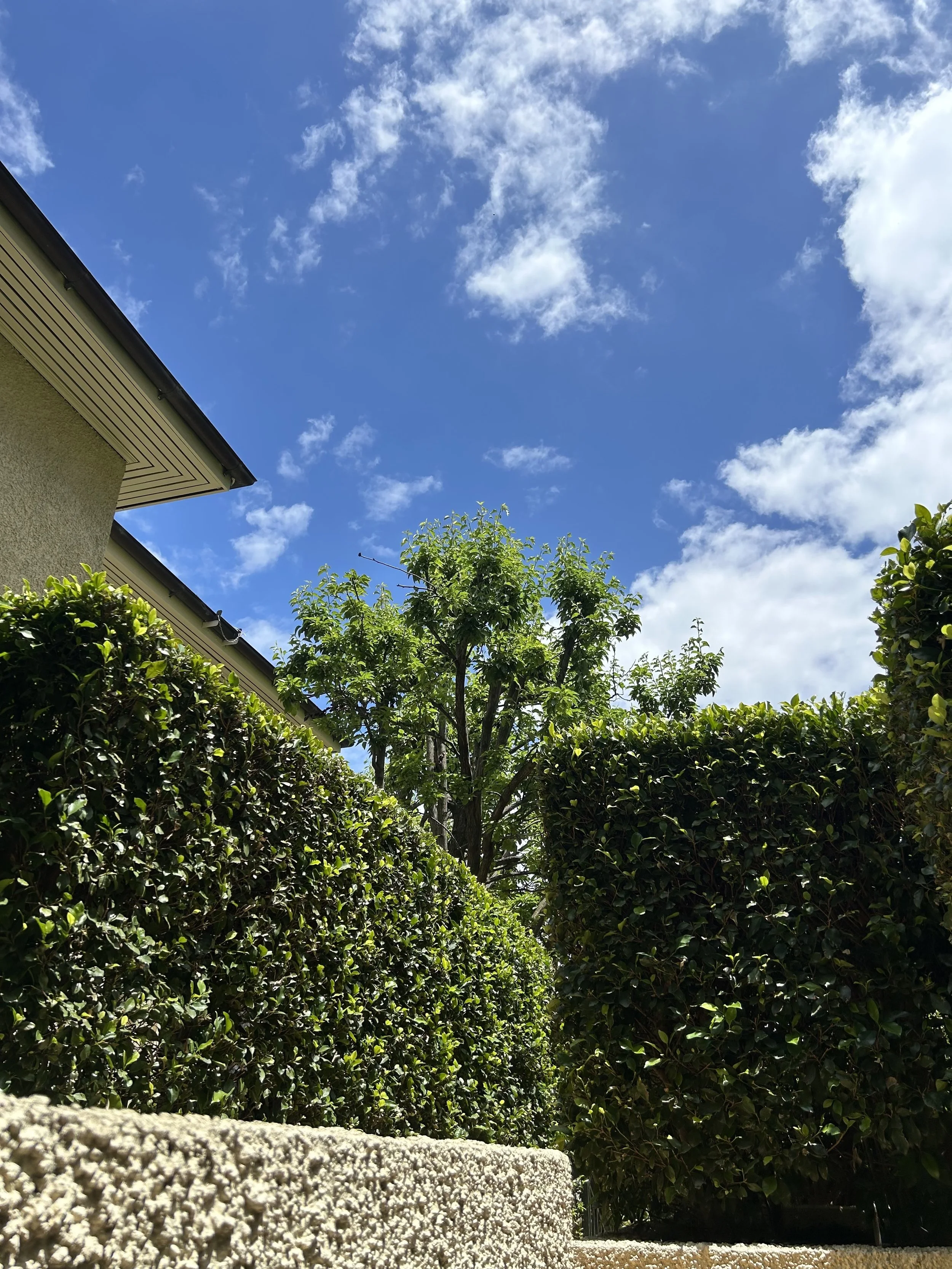 View of a bright blue sky with scattered white clouds, green trees, and trimmed hedge bushes with a house roof visible on the left side.