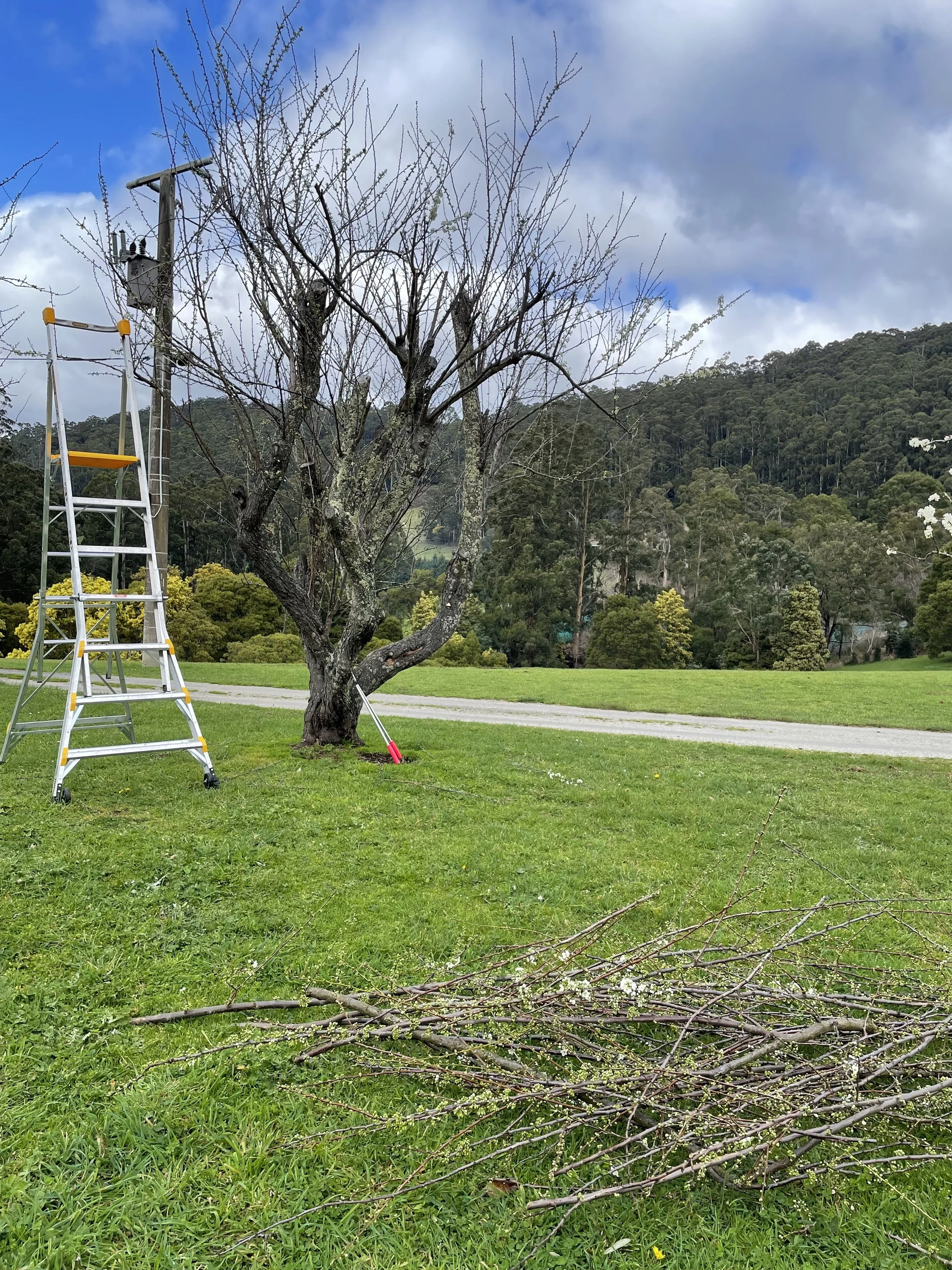 A mostly leafless tree on a grassy field with a ladder and pruning tool nearby, and a hill and cloudy sky in the background.