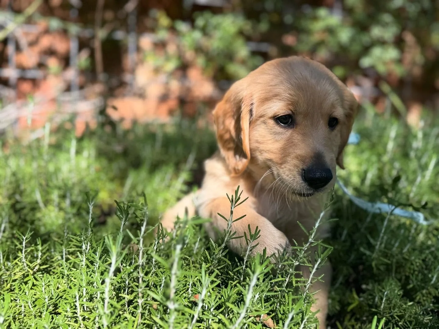 These 8 week old Golden Retriever Puppies are living it up here in Sedona! 

If you are interested in these #cute #goldenretriever #puppies feel free to contact us!