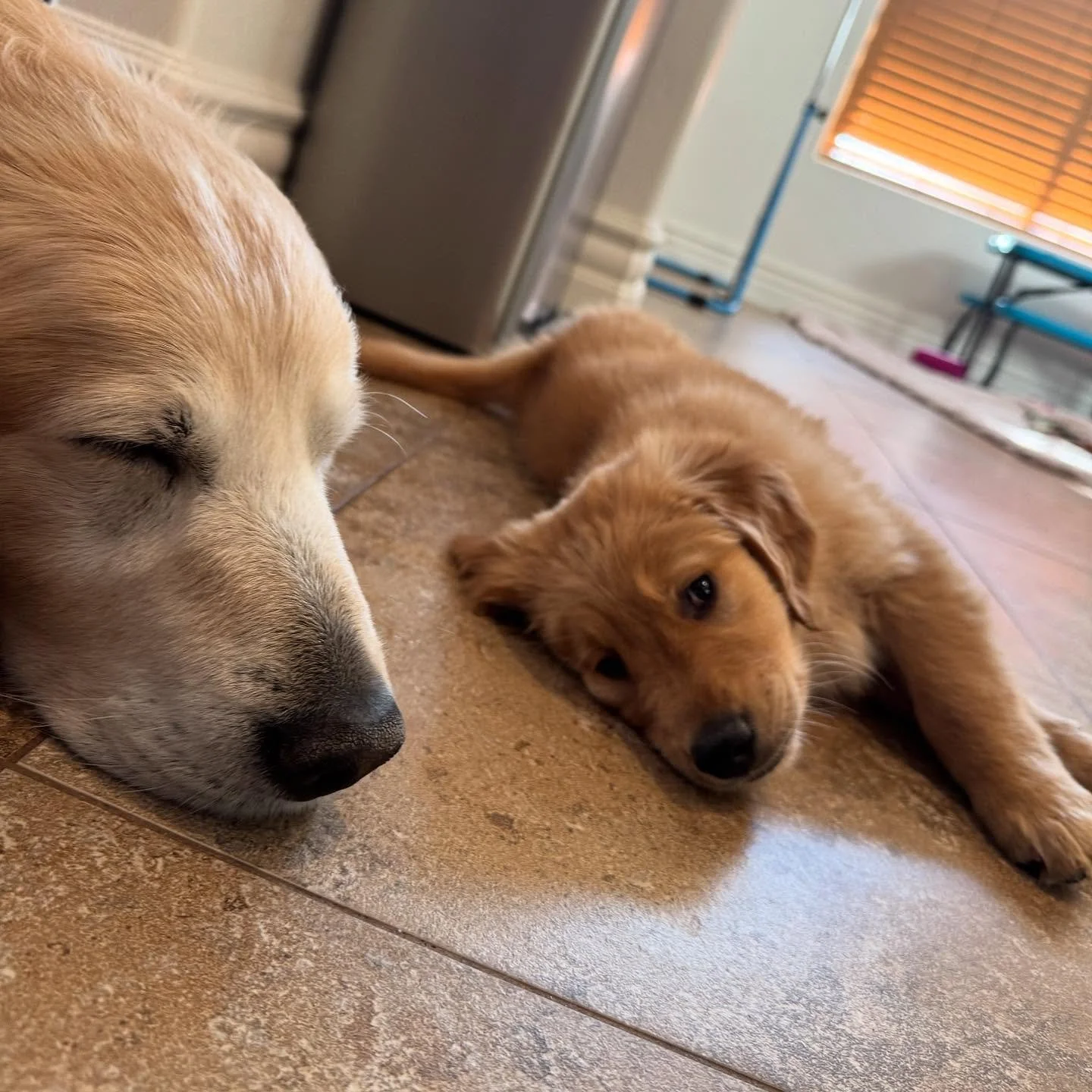 Like Father like Son #goldenlove #goldenretrieverworld #goldenretriever #puppy