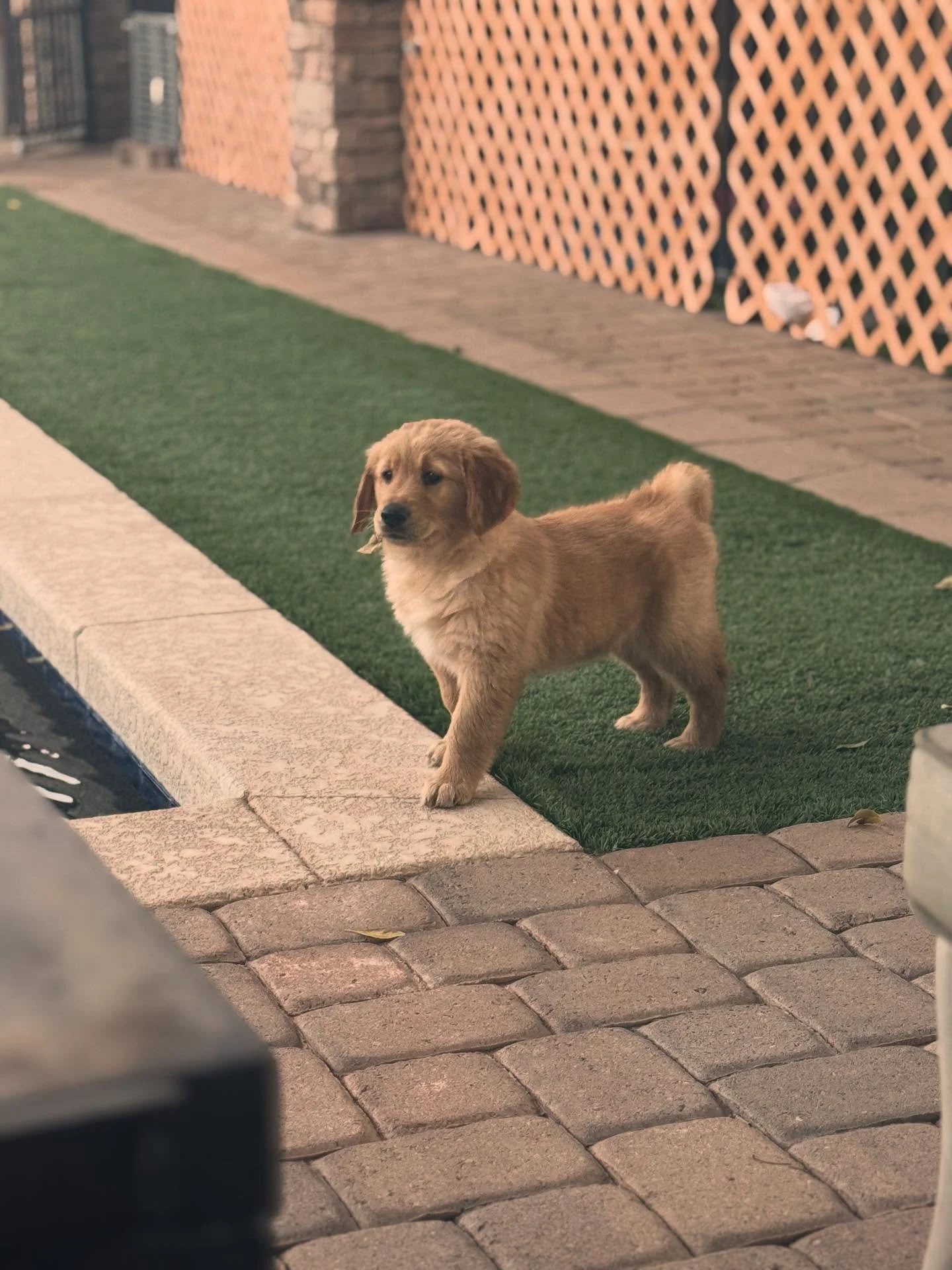Who me?! 

#goldenretriever