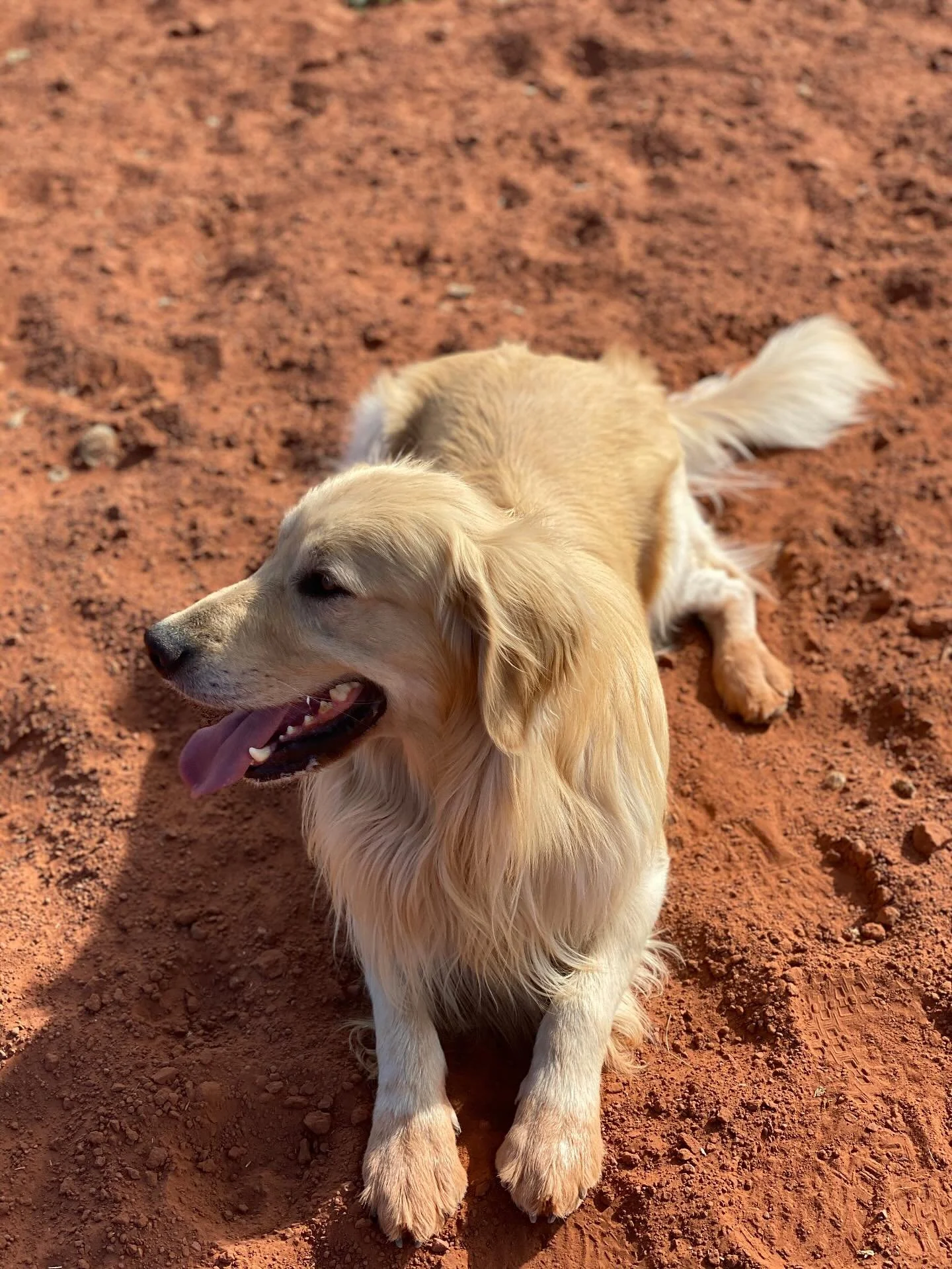 Bentley in the red rocks of Sedona just enjoying his #goldenretriever life