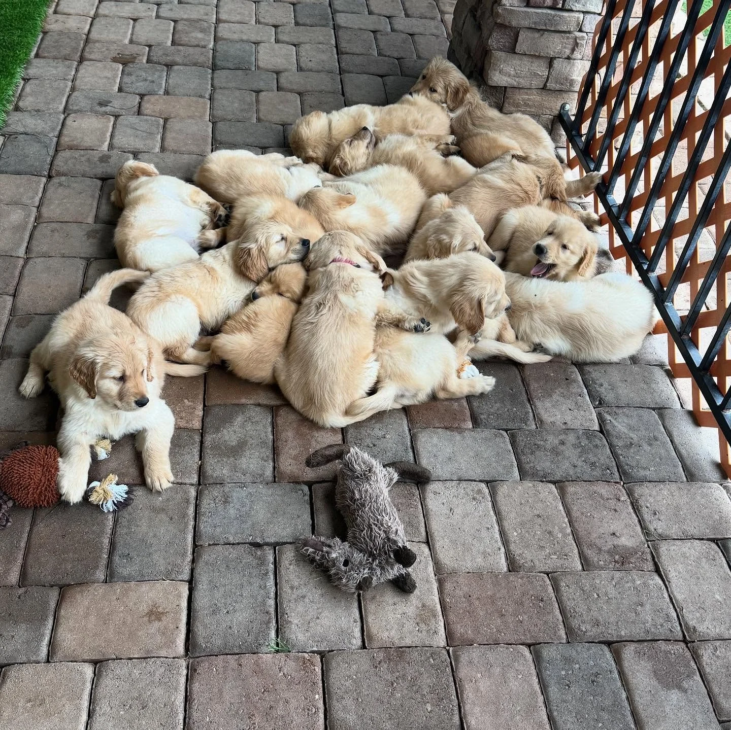 From one dog pile of #goldenretriever to the next. These little #puppies have been so much fun.