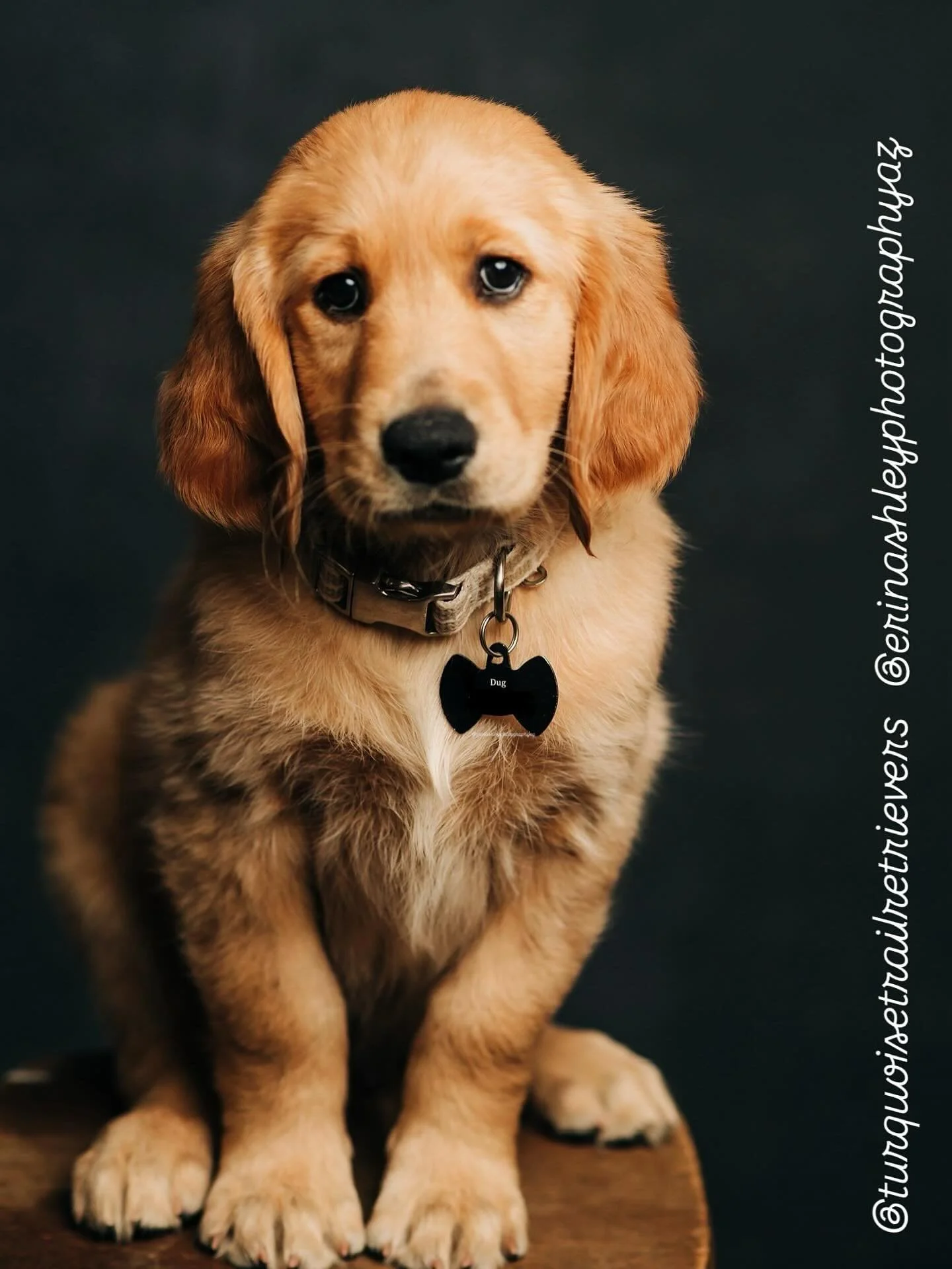 This is Dug. Profession: puppy model. Currently accepting belly rubs &amp; luxury treats only ✨🐶 @erinashleyphotographyaz #goldenretriever #golden #retriever #puppymodel #mellowyellow #luxury #dug