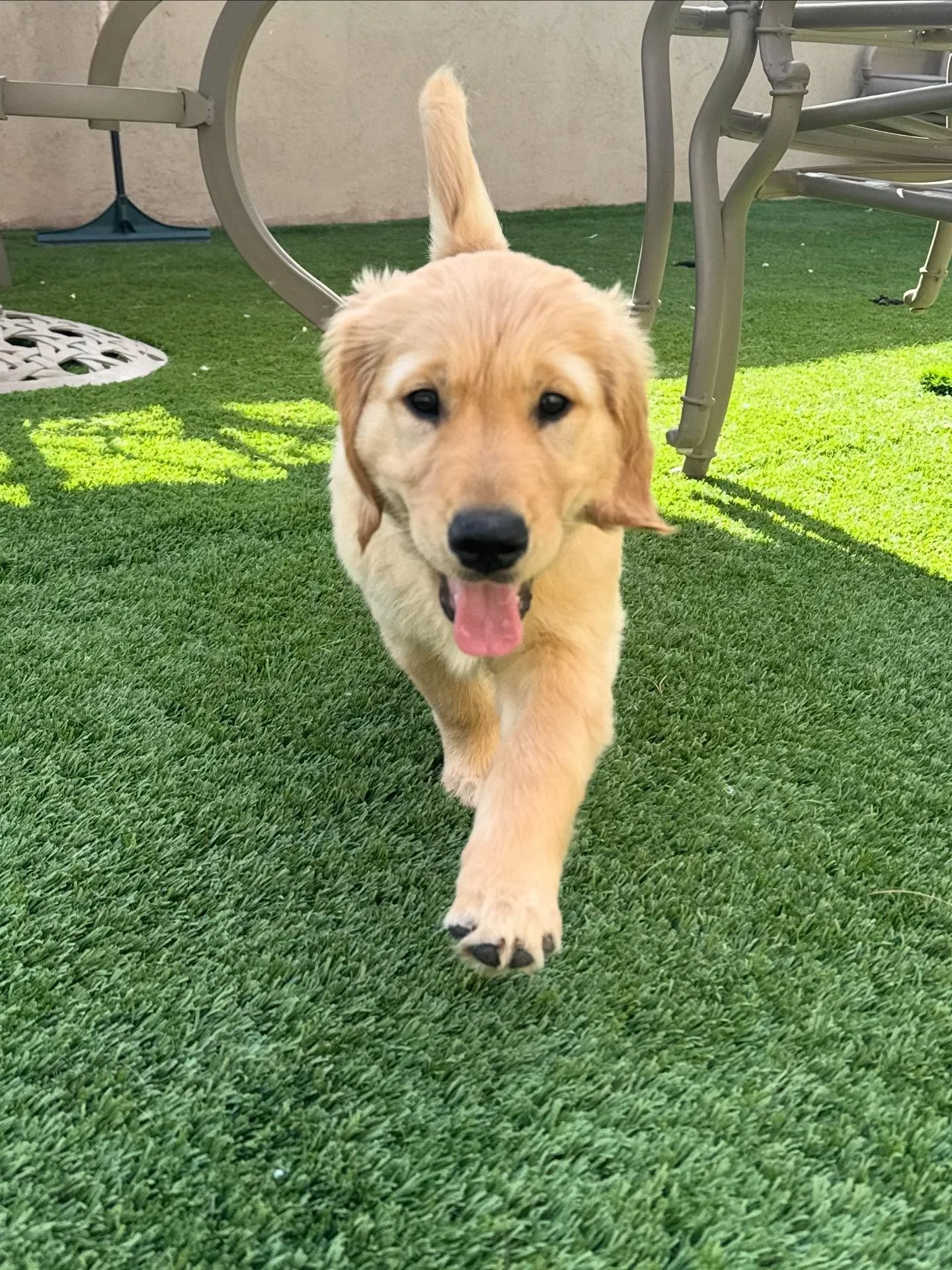 Every day is a #golden day if you have a #puppy by your side.