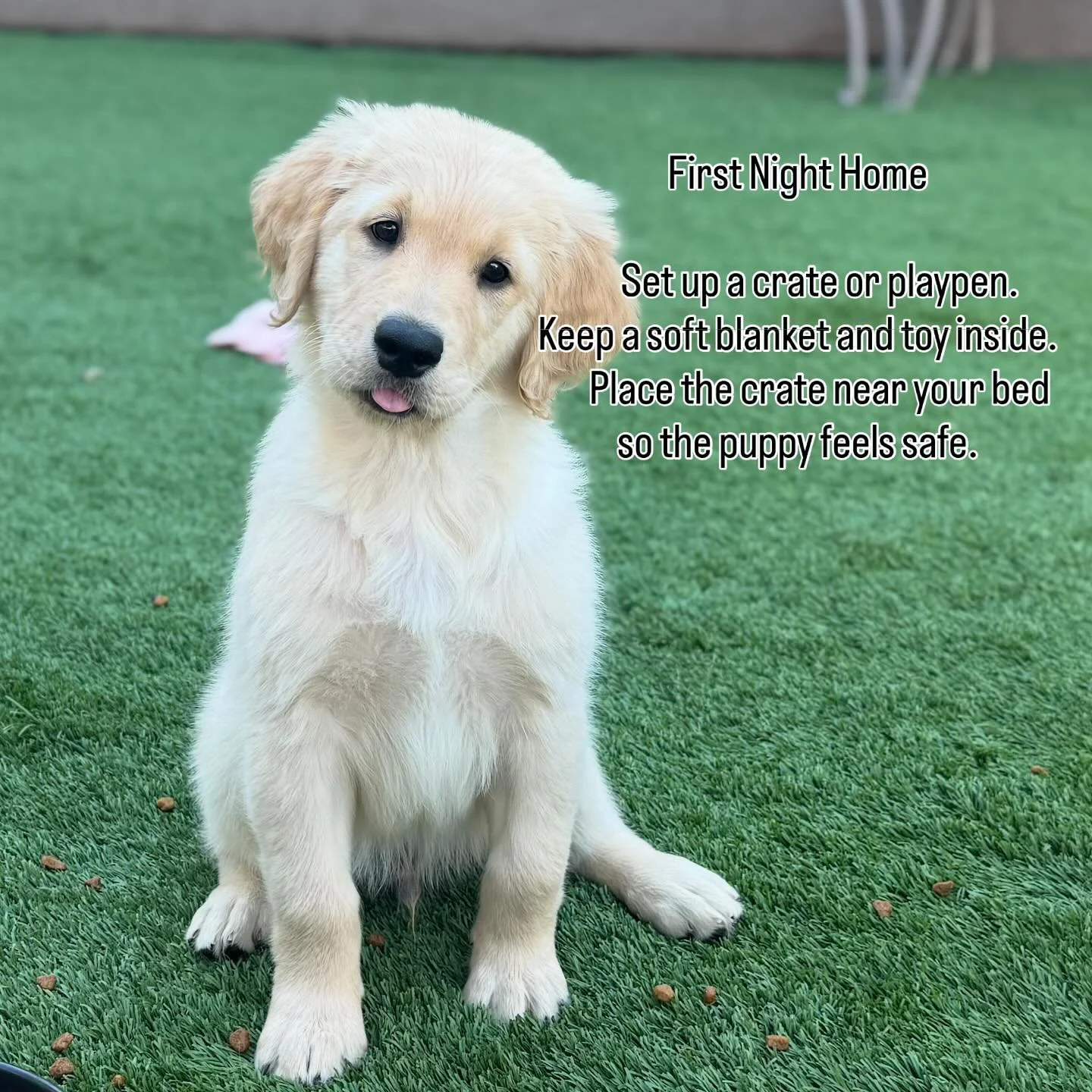 Bringing home your new Golden Retriever puppy in Arizona? Here are 5 quick tips every new owner should know:
	1.	First Night Home
Set up a crate or playpen near your bed with a blanket and toy for comfort.
	2.	Feeding Routine
Free feed with quality p