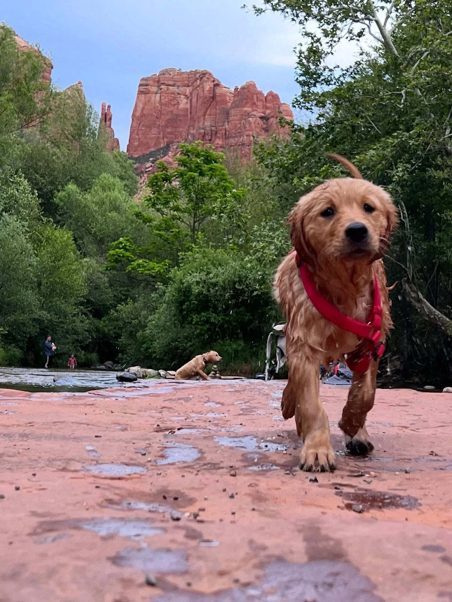 Enjoy this #Sedona golden moment at red rock crossing with our golden retrievers. 

#goldenretriever #puppy #goldenretrieverlove #goldenretrieverpuppy #sedonaarizona