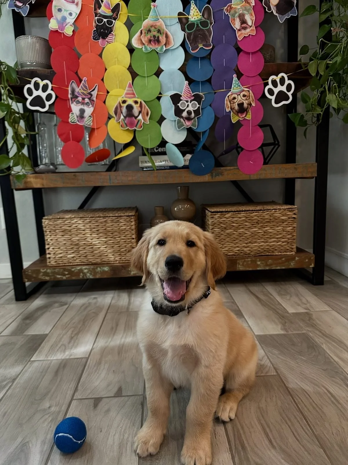 Introducing Bodie 💙🐶
Resume includes: toy collector, treat enthusiast, and expert snuggler 🐾
Formerly known as Big Blue at TTR
@lady_mkay @samihansen 
#GoldenRetriever #BodieofTTR #BigBlue #PuppyModel #GoldensOfIG #GoldenPuppy #ElsaXBentley #Puppy