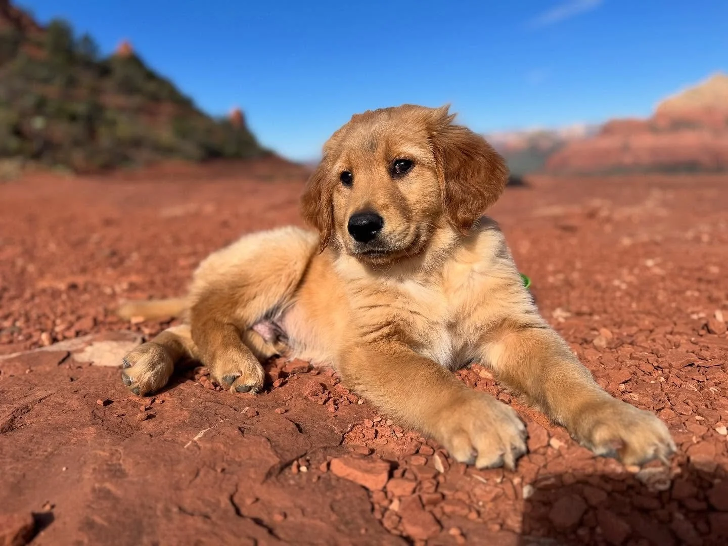 Don&rsquo;t mind us, it&rsquo;s Doug&rsquo;s first hike in Sedona! He did fantastic! Got a little tuckered at the end and enjoyed a nap in his backpack. 

#goldenretriever #hiking #sedona #puppy
